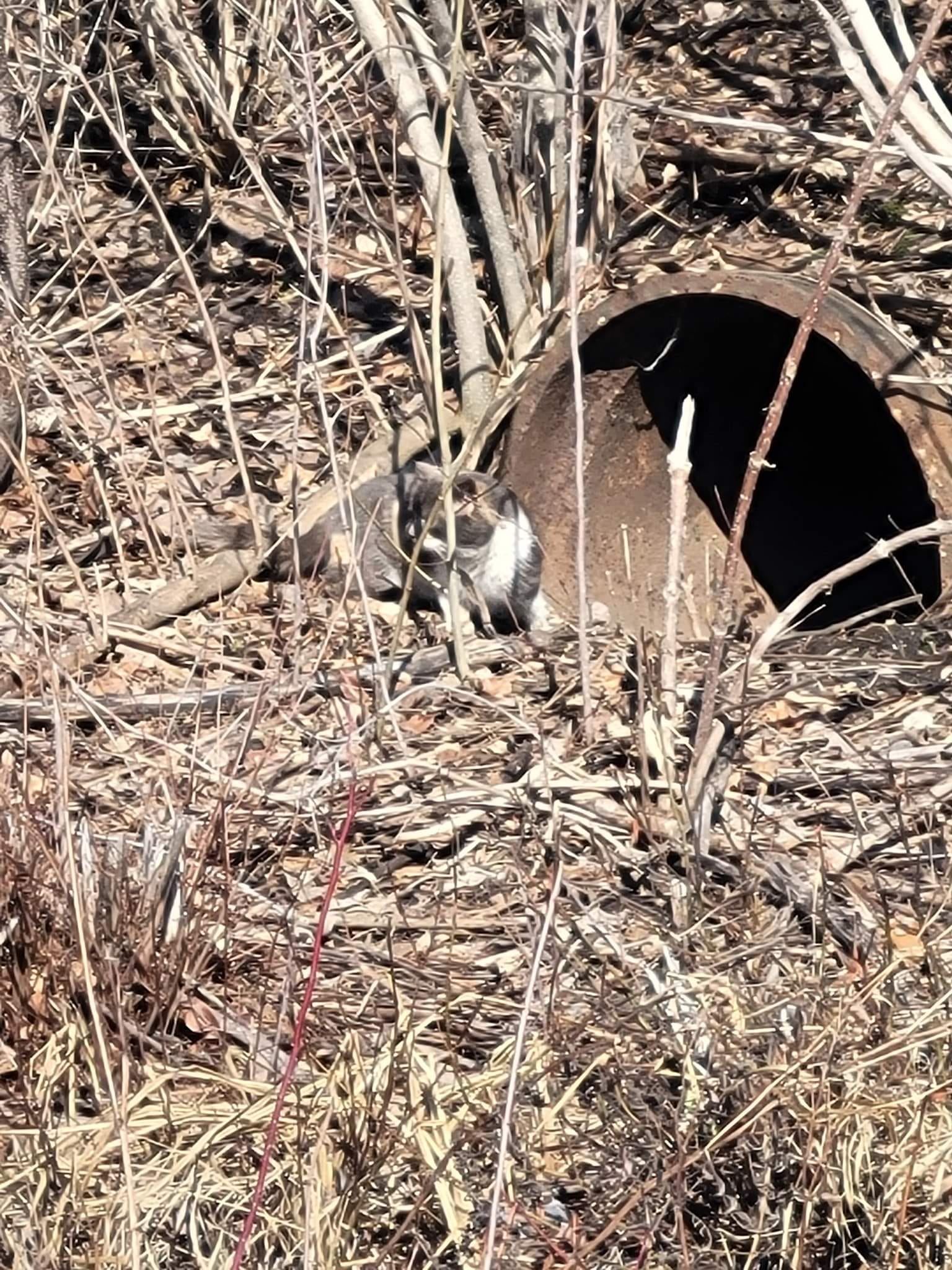 Nonprofit hopes to combat Brainerd lakes area feral cat issues - Vimarsana News