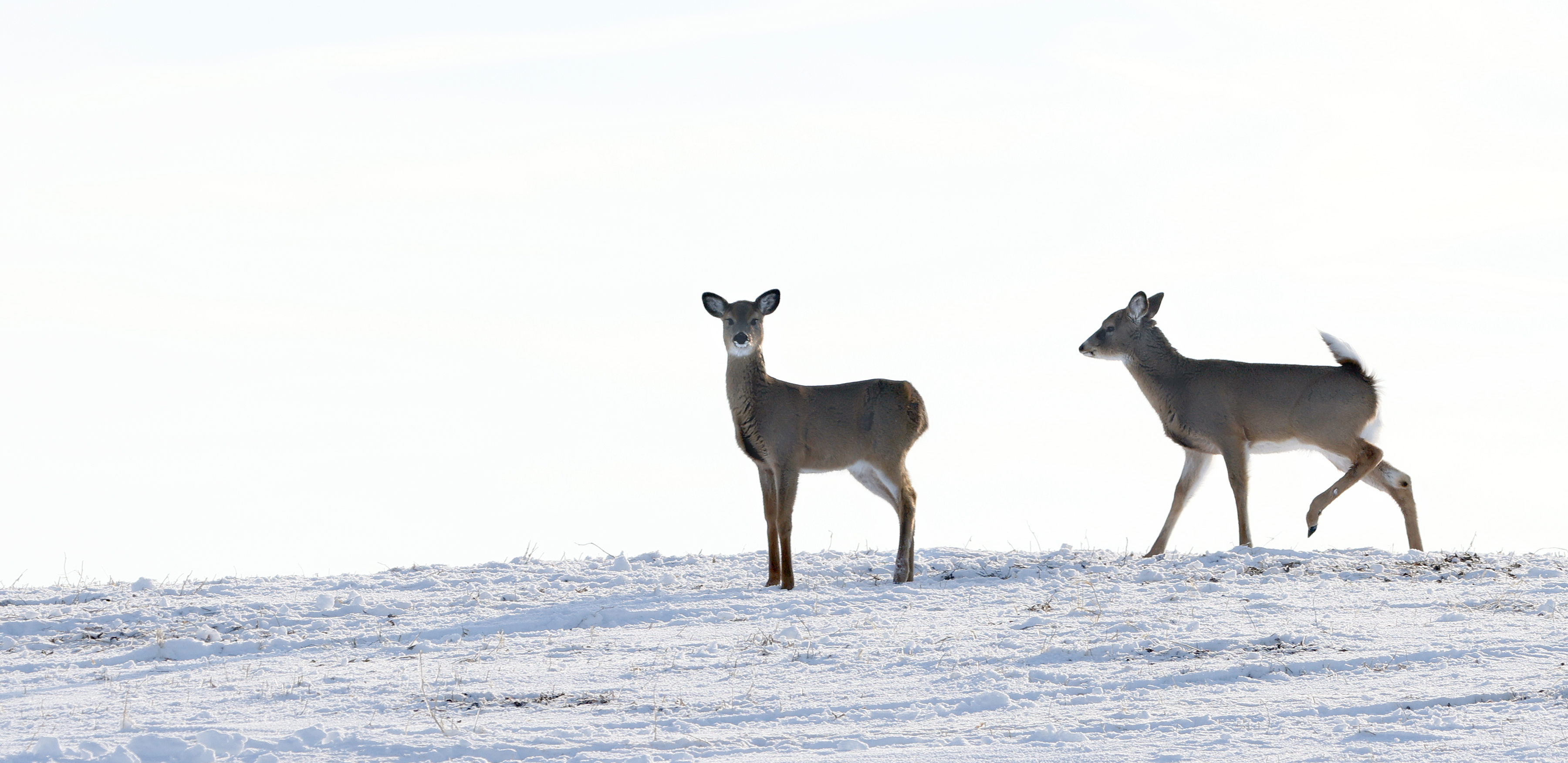 GALLERY: Worthington's winter wildlife - Vimarsana News