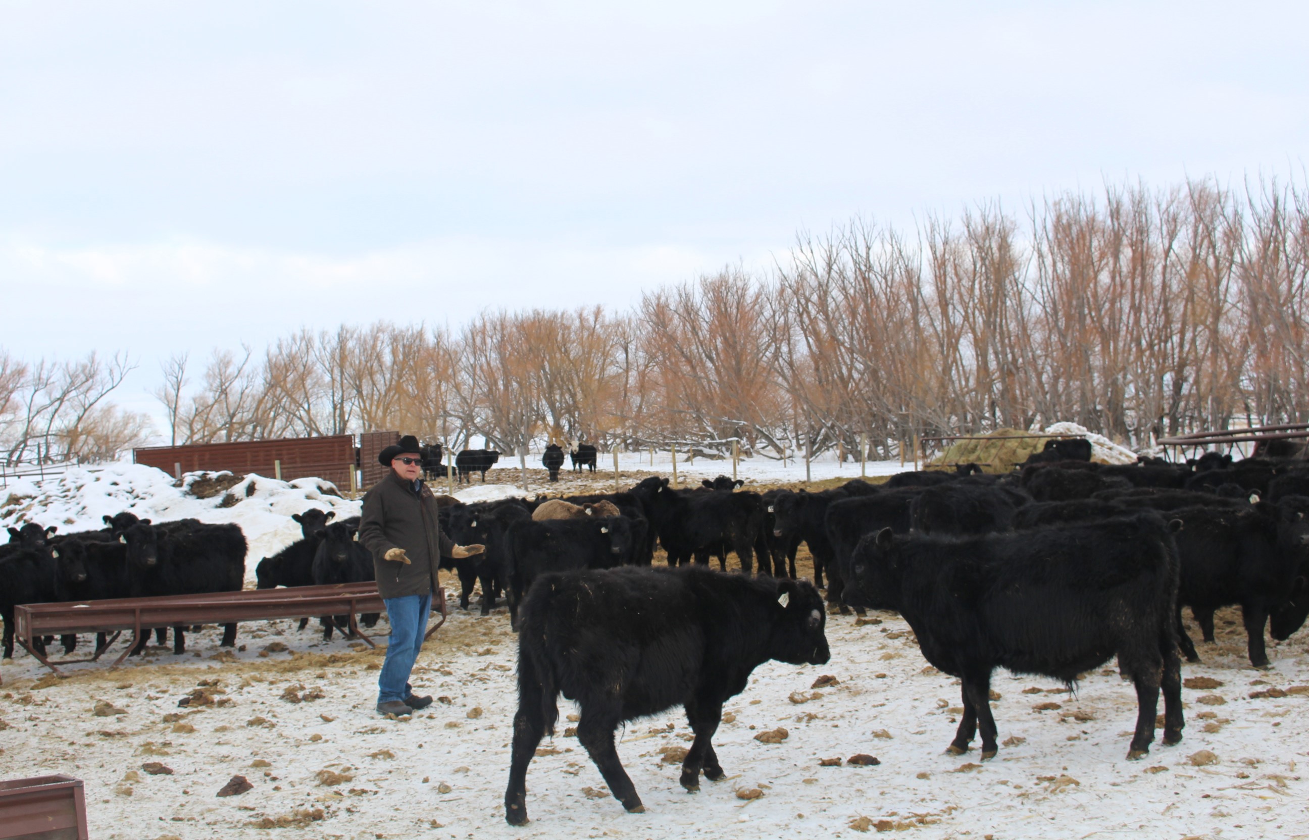 Maddock Ranch has a history of success with regenerative grazing and putting marginal land into prairie grass - Vimarsana News