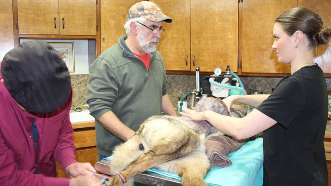 Family of veterinarian killed in Highway 2 pileup wants judge to reject plea deal for semi driver - Vimarsana News