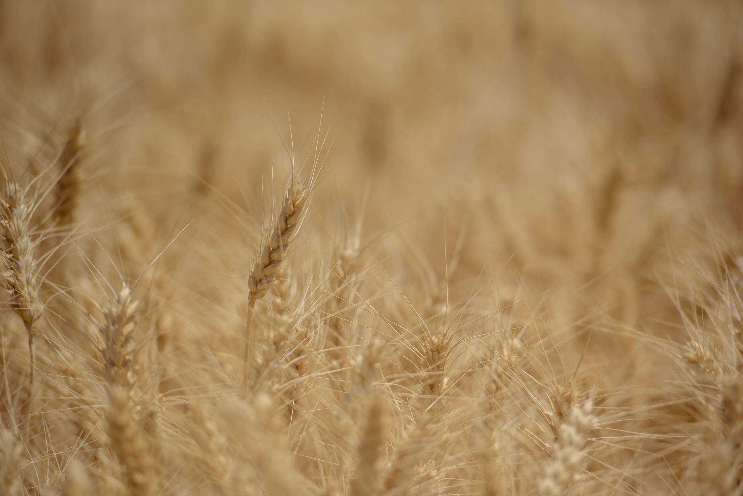 South American weather woes and export strength continue to push the markets - Vimarsana News