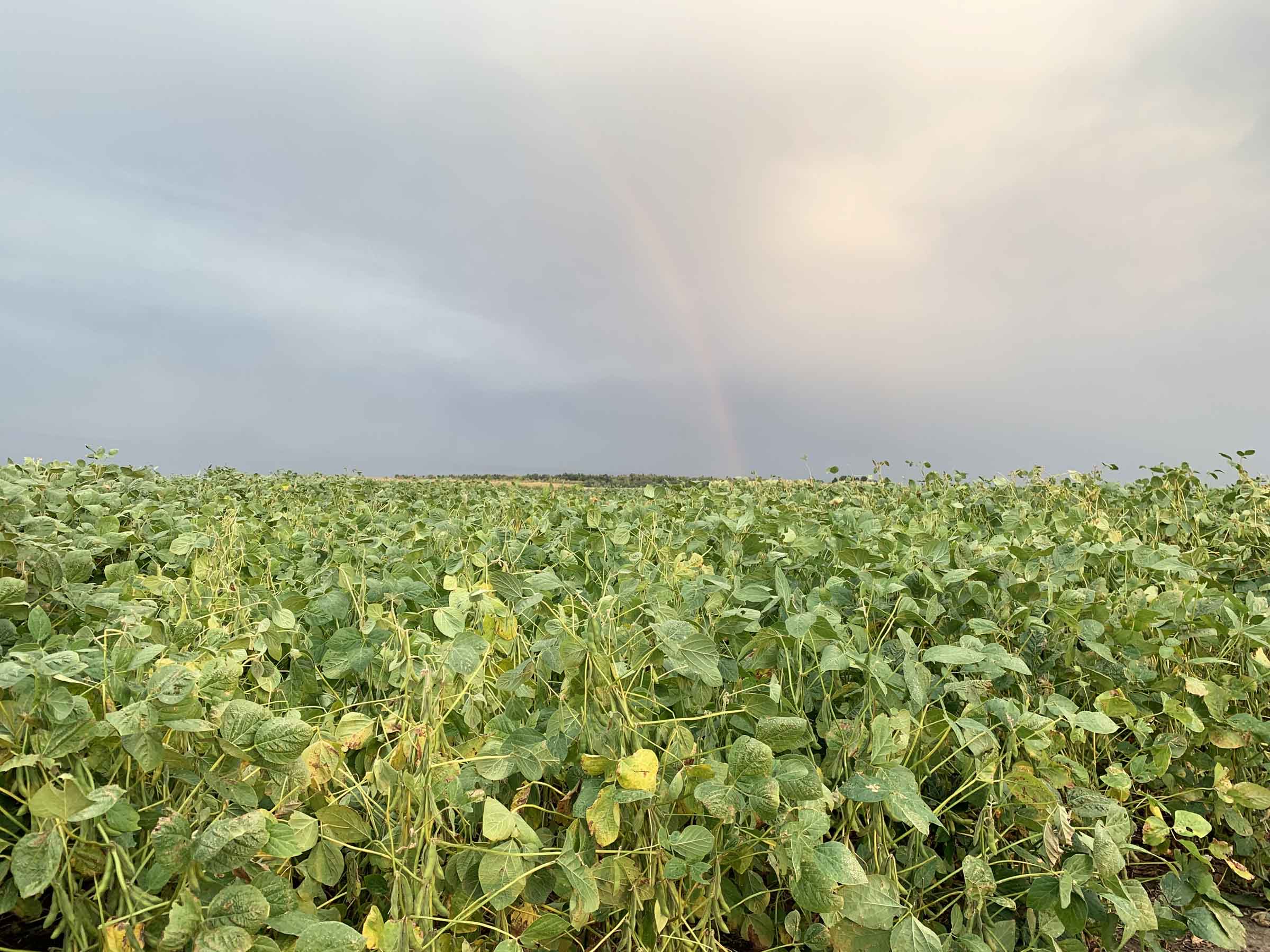 NDSU Extension offers soybean plant growth, management resource - Vimarsana News