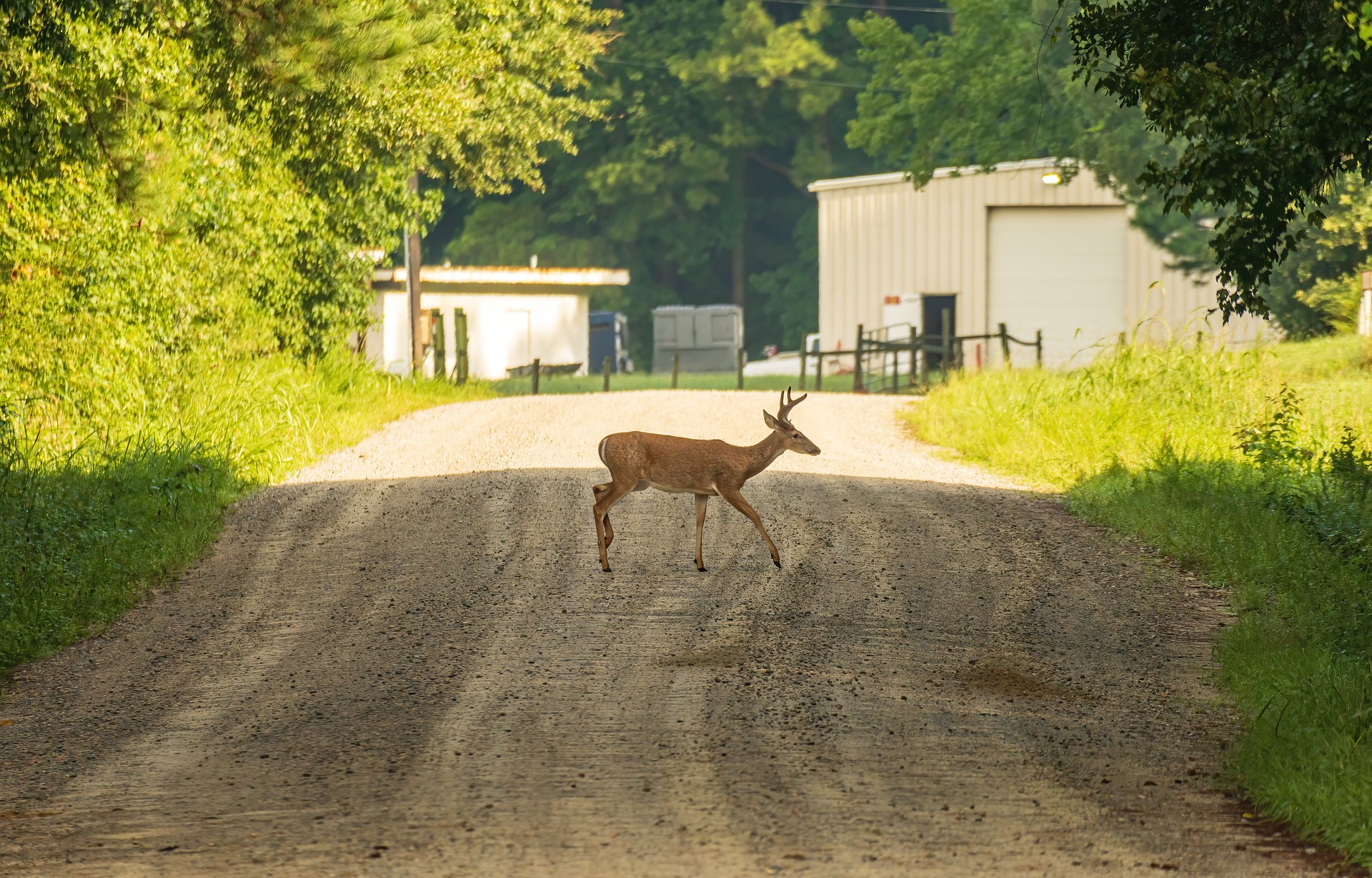 Prepare and store wild game safely - Vimarsana News