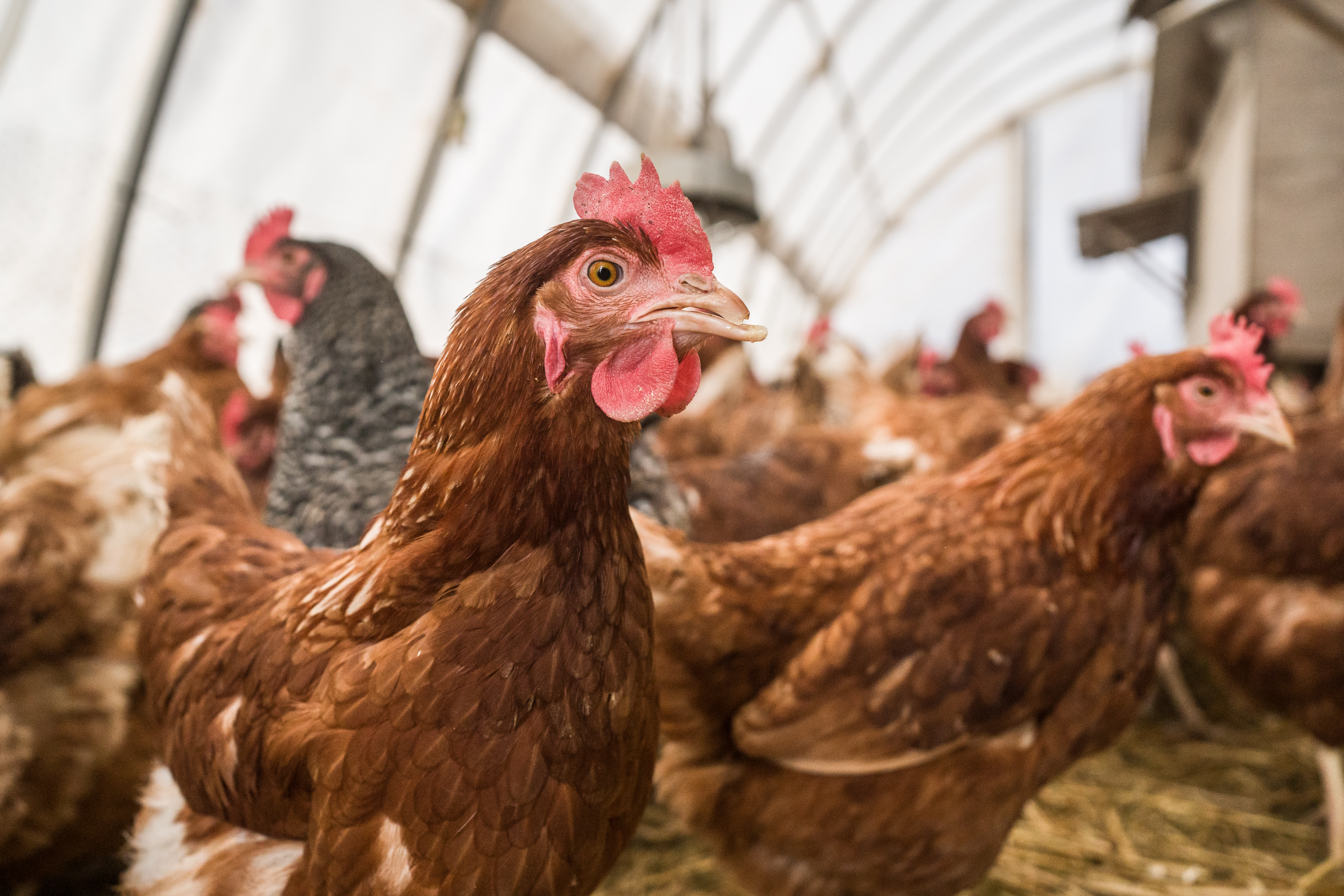 High egg prices put the spotlight on Rochester-area hobby flocks, small farms - Vimarsana News