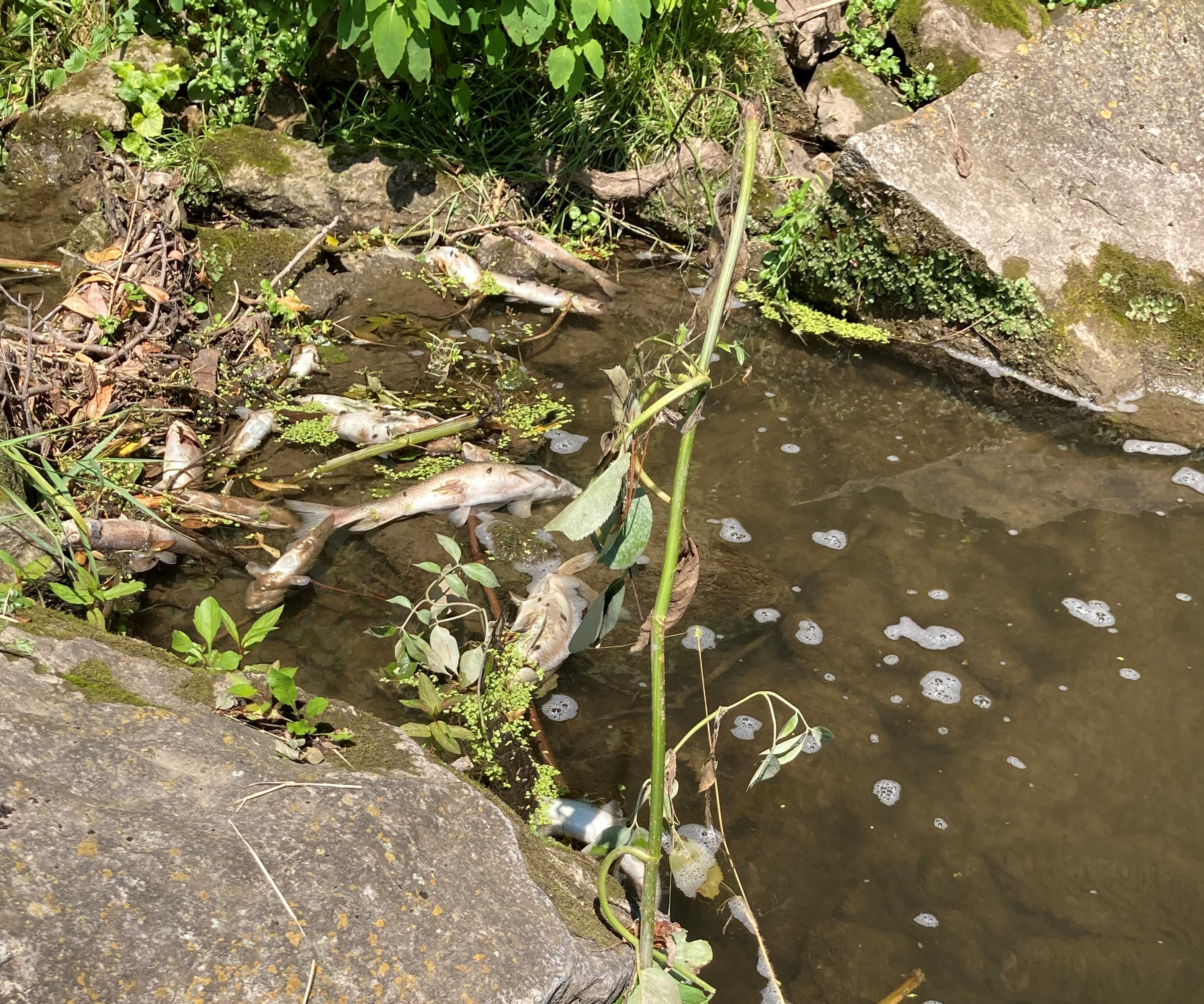 Fish kill decimates trout in Rush Creek near Rushford - Vimarsana News