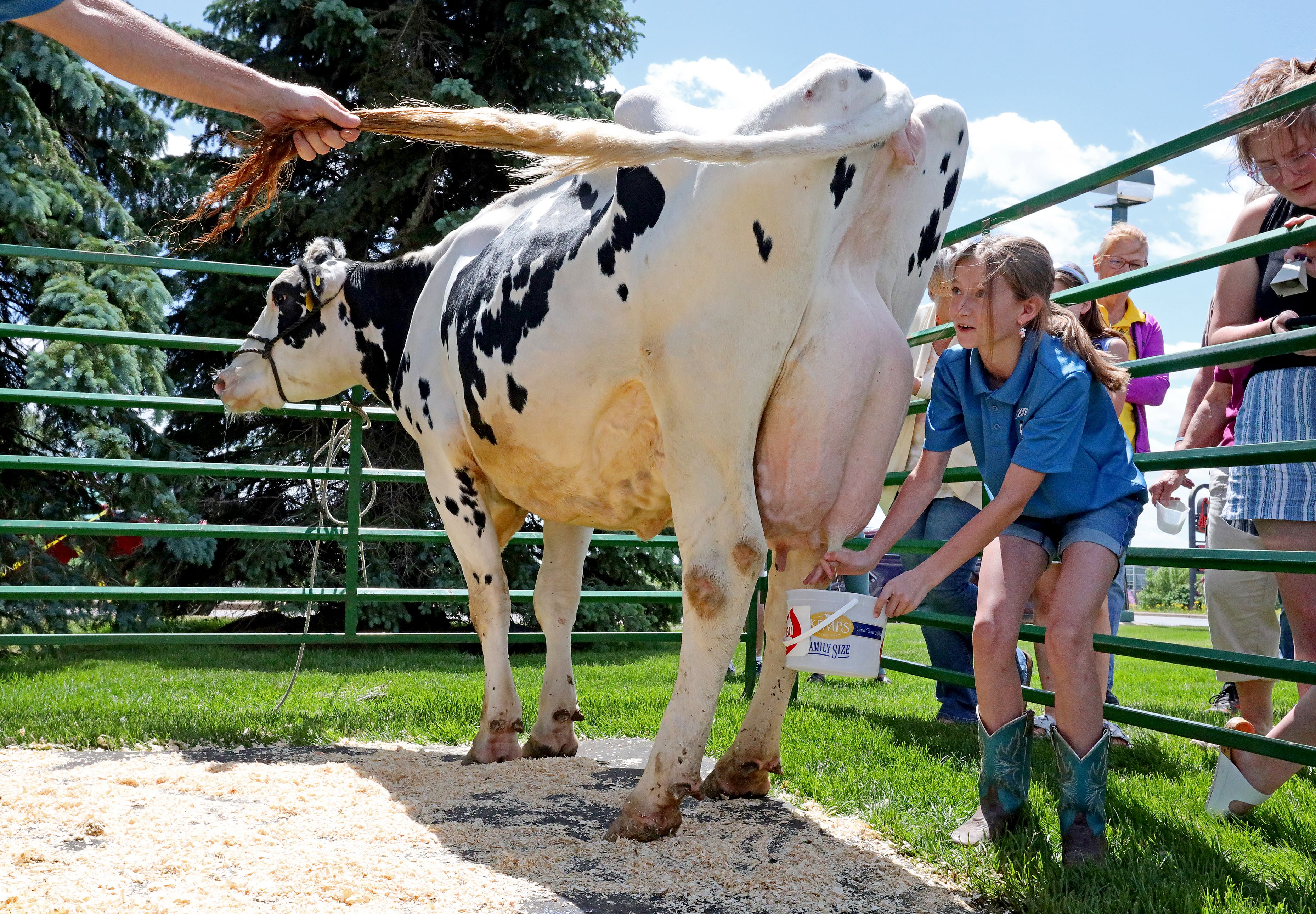 Farmers, Culver's celebrate National Dairy Month with milking contest - Brainerd Dispatch | News, weather, sports from Brainerd and Baxter - Vimarsana News