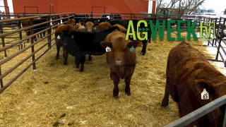 AgweekTV Full Show: USDA supply chain moves, sugar demand, auctioneer Roger Jacobs, Lazy J Bar Ranch goats - Vimarsana News