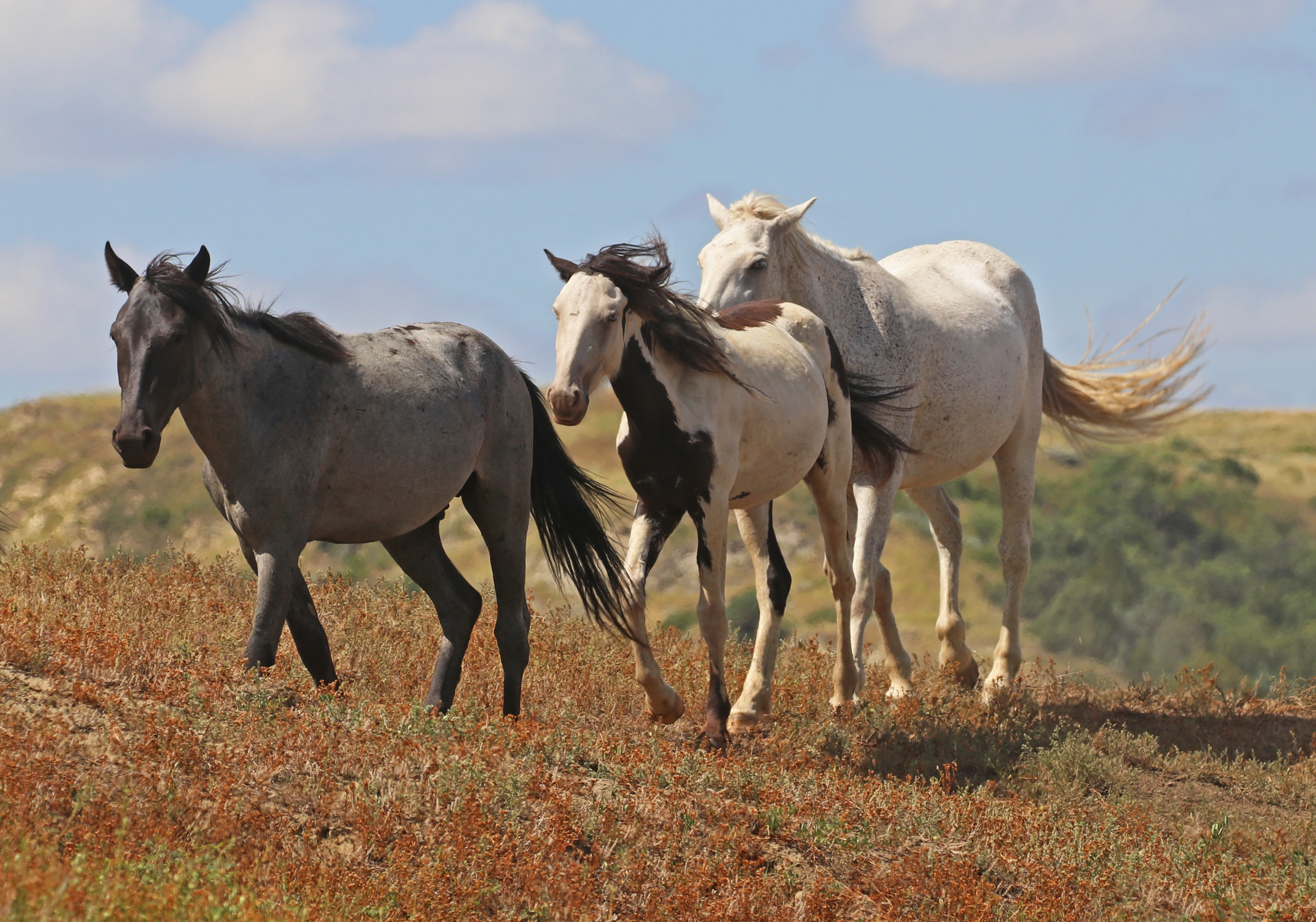 'Risk of removal' Wild horses future in peril at National Park - Vimarsana News