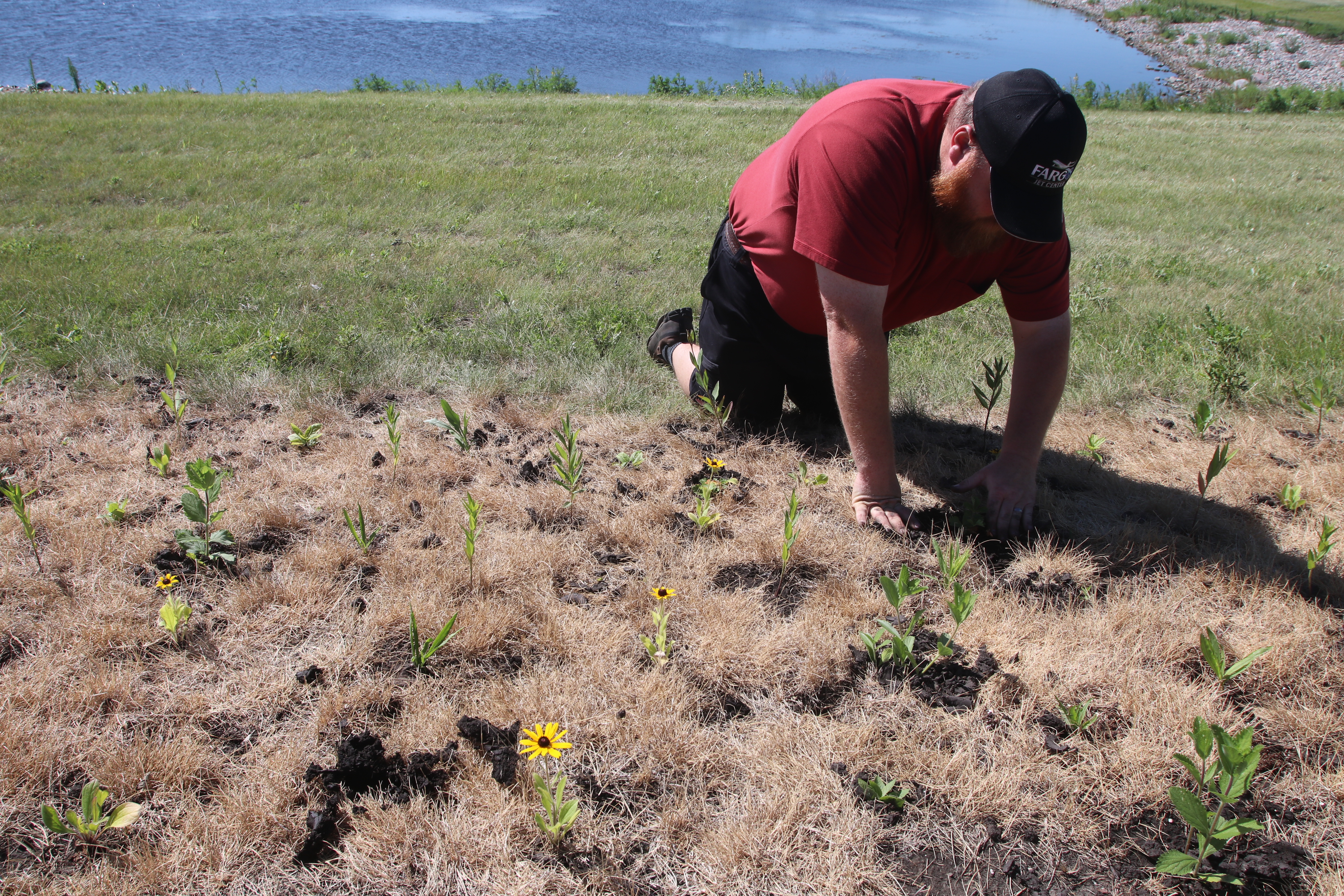 Moorhead plants urban prairie to bring back pollinators - Vimarsana News