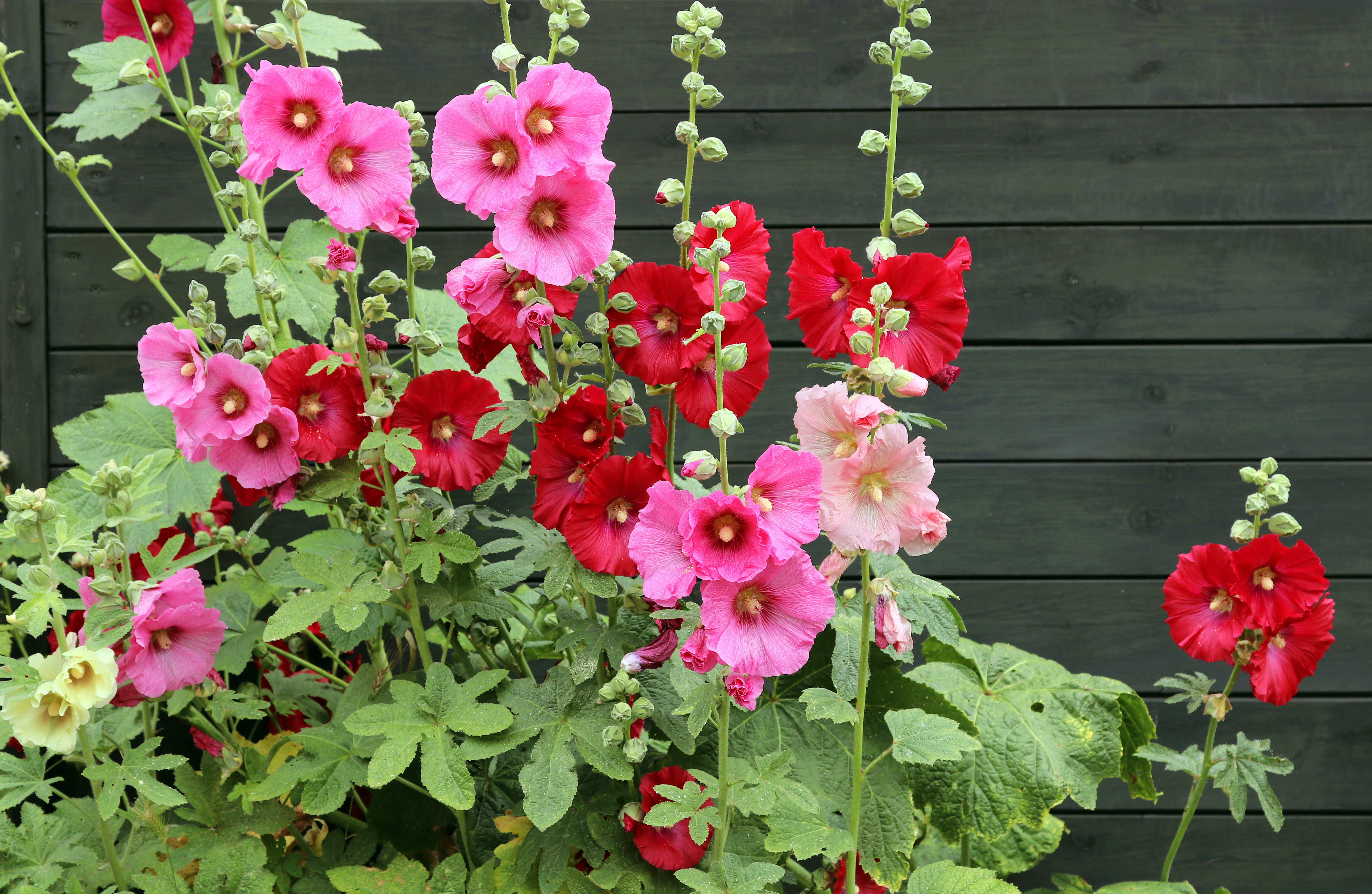 Ask the Master Gardener: For adults kids and adults alike to enjoy, consider planting hollyhocks - Vimarsana News