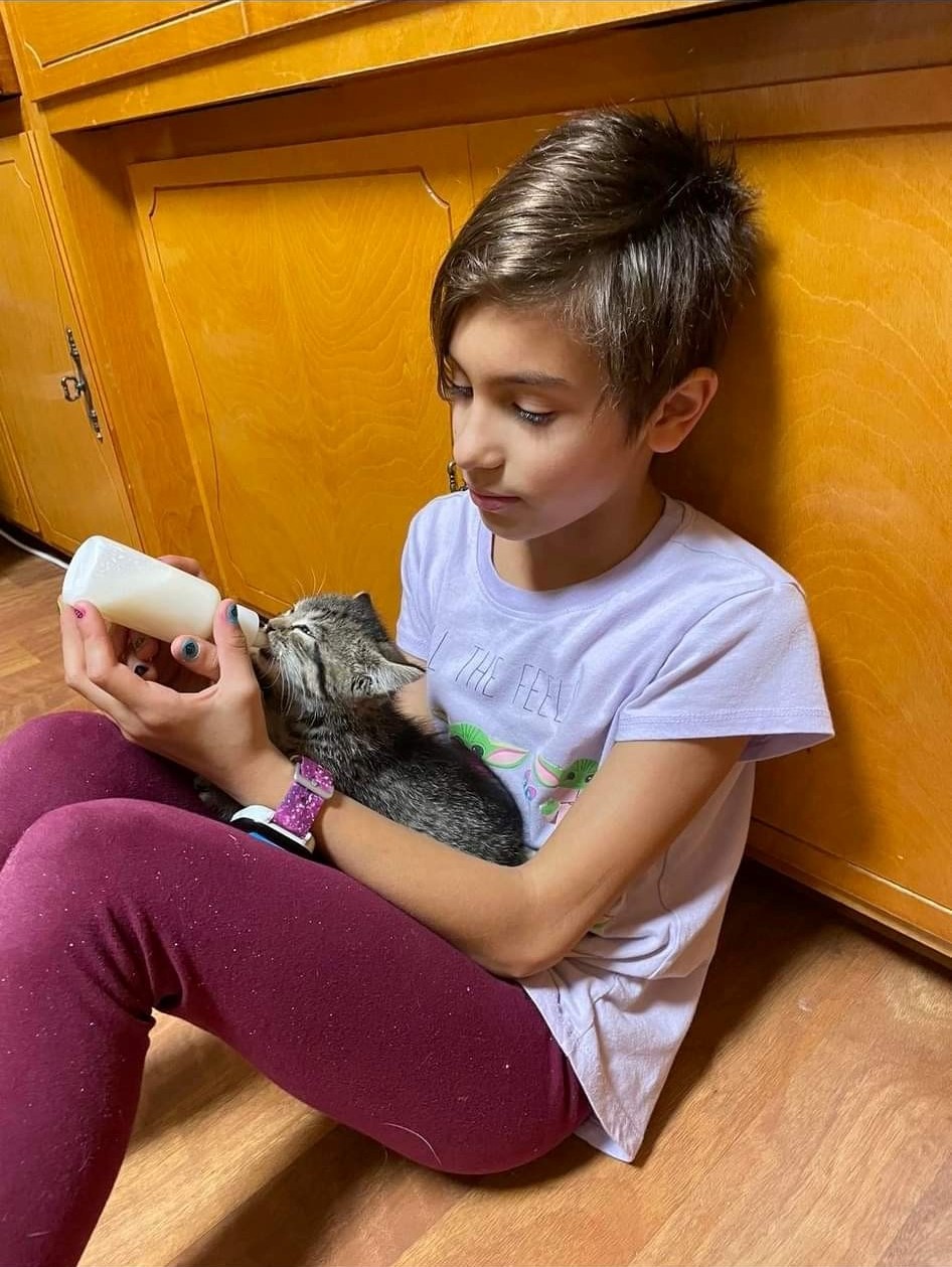 Christmas for cats: Bowman rescue hosts giving tree - Vimarsana News