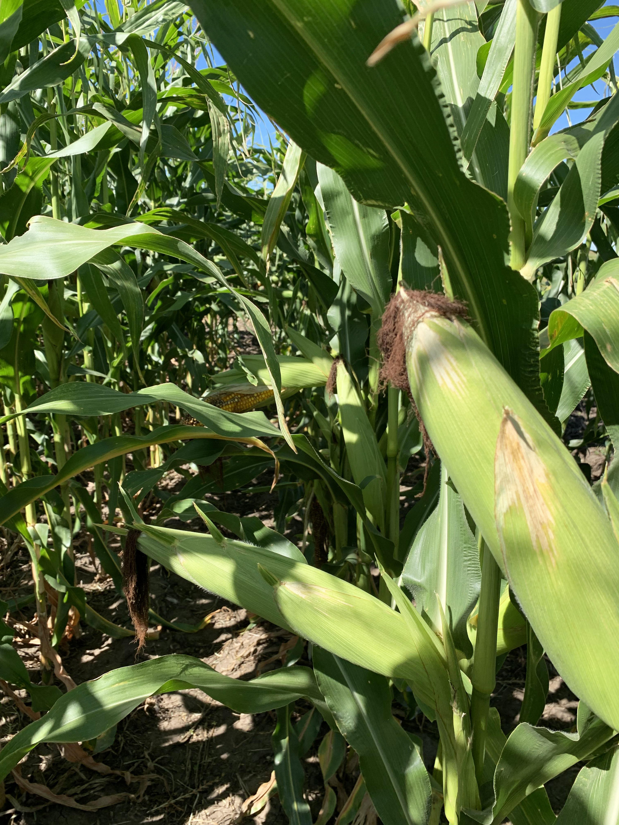 NDSU Extension to offer 'Corn Getting It Right' virtual meeting - Vimarsana News