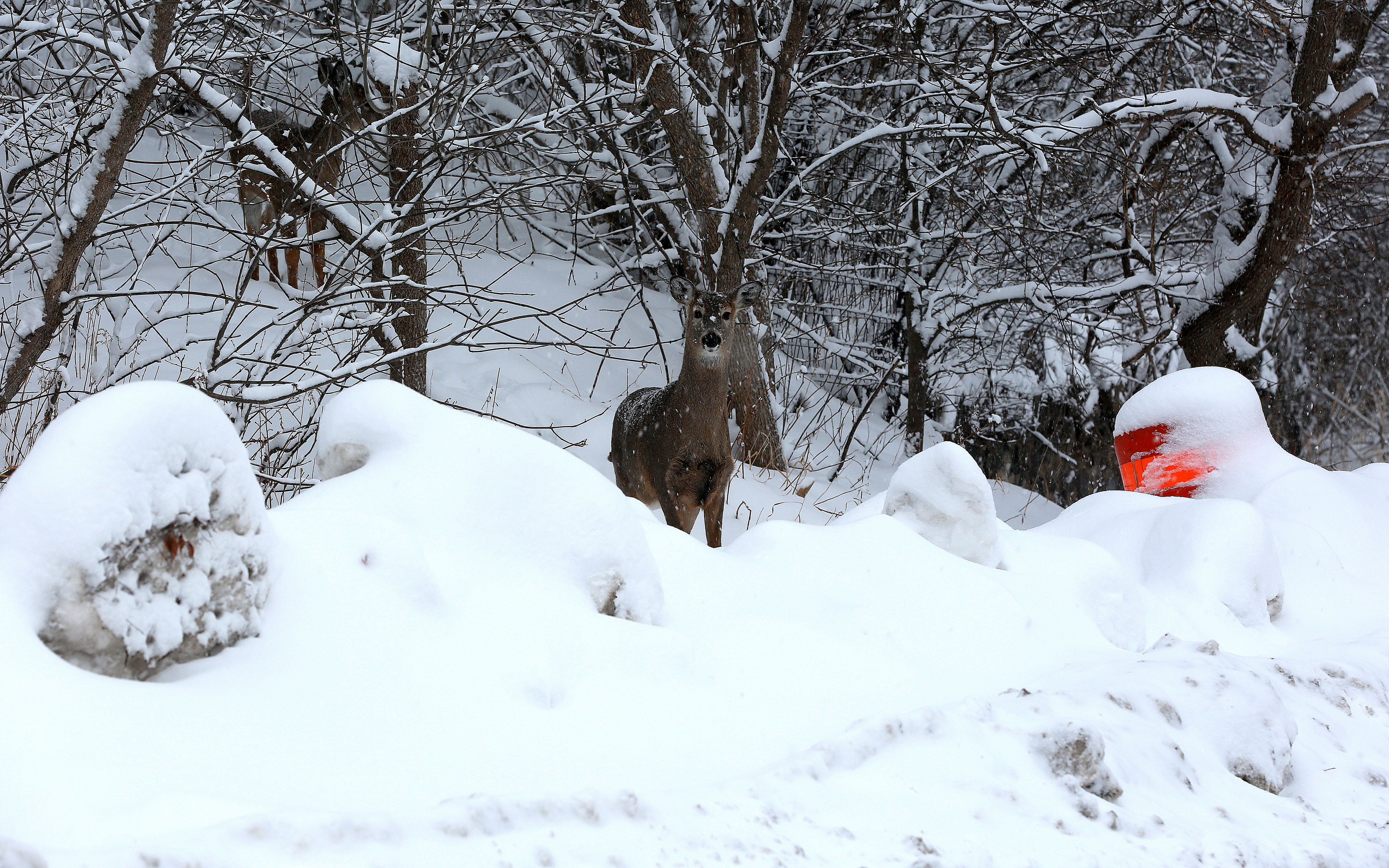 Reminder: Feeding deer illegal in many Minnesota counties - Vimarsana News