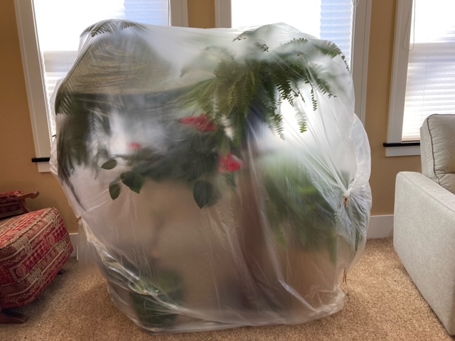 Fielding Questions: Caring for houseplants while on vacation, weed control in lawns, when to prune geraniums - Vimarsana News