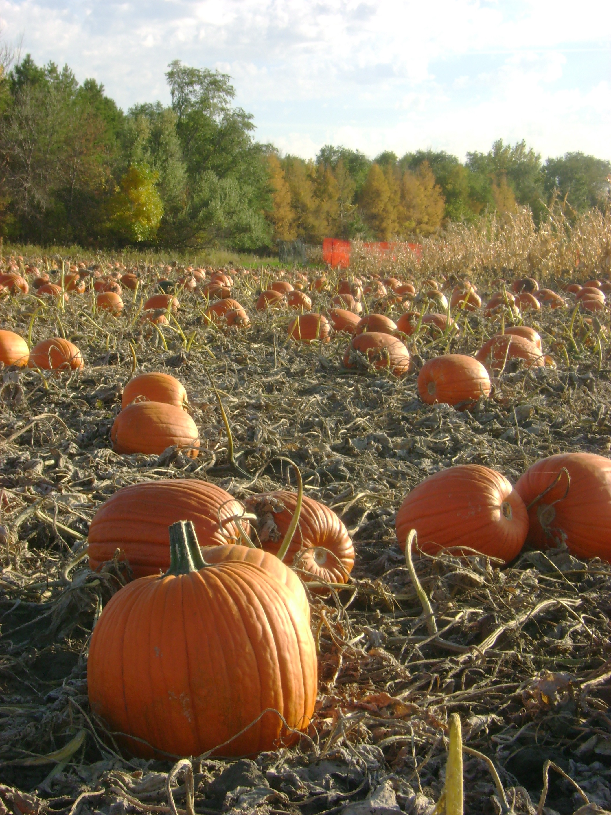 North Dakota seed company develops varieties specially suited for Northern gardeners - Vimarsana News