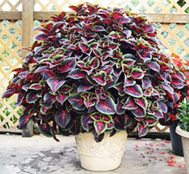 Trott column: Minnesota research garden names 2021 top annuals - Vimarsana News