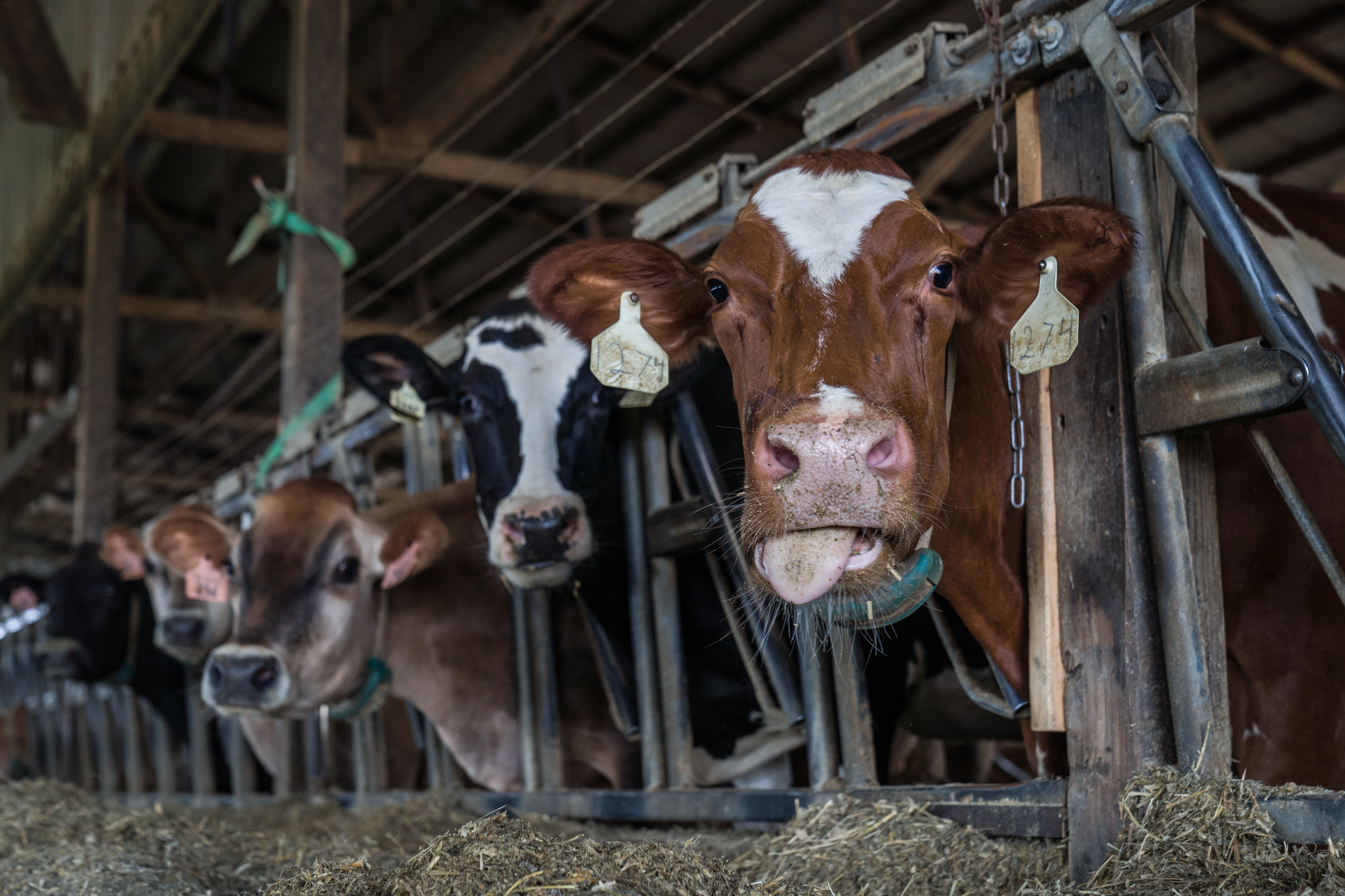 Fillmore County Planning Commission to consider doubling animal unit cap for feedlots - Vimarsana News