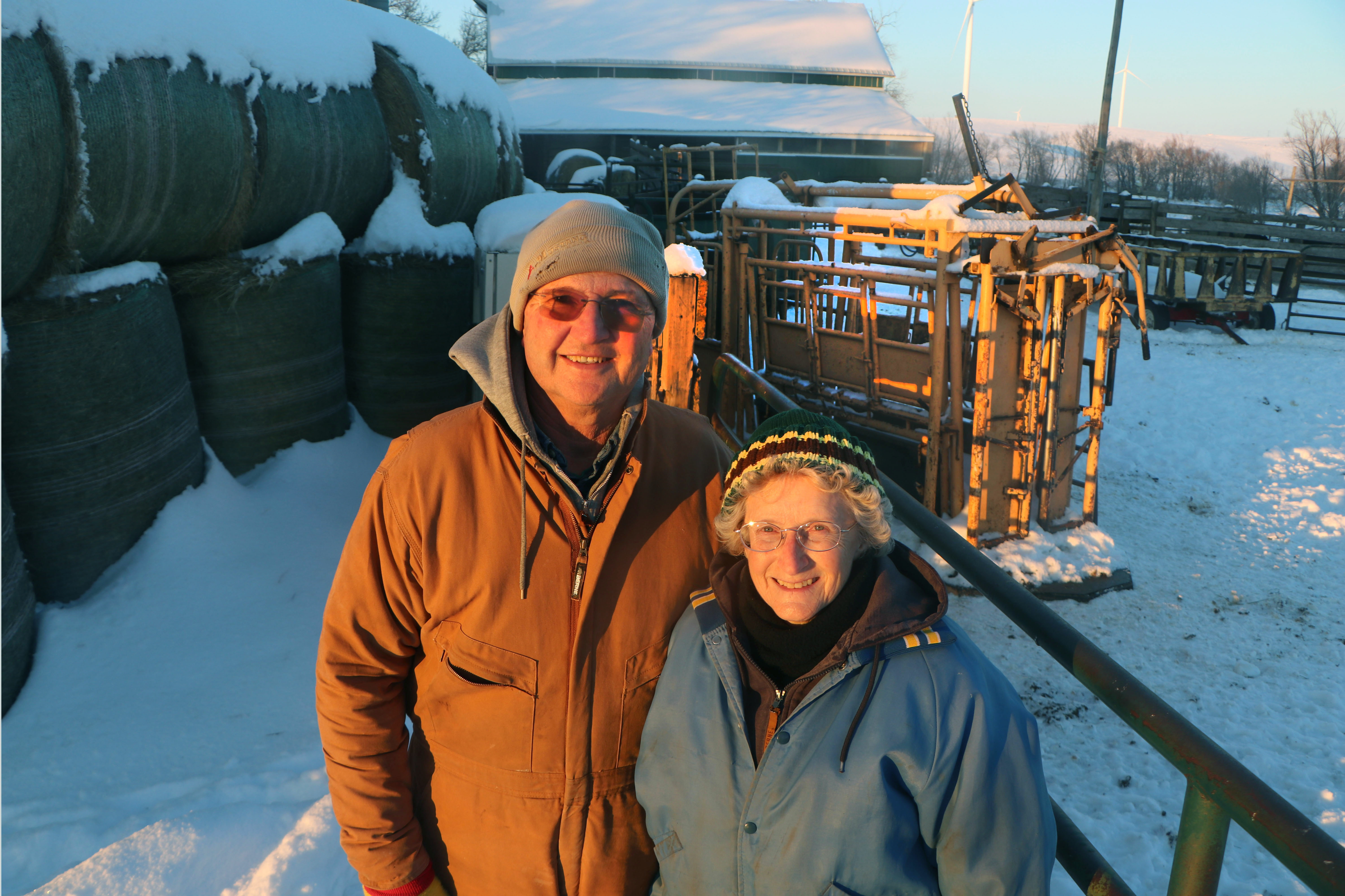 Winter 'bale-grazing' offers freedom at Dakota Winds Ranch - Agweek | #1 source for agriculture news, farming, markets - Vimarsana News