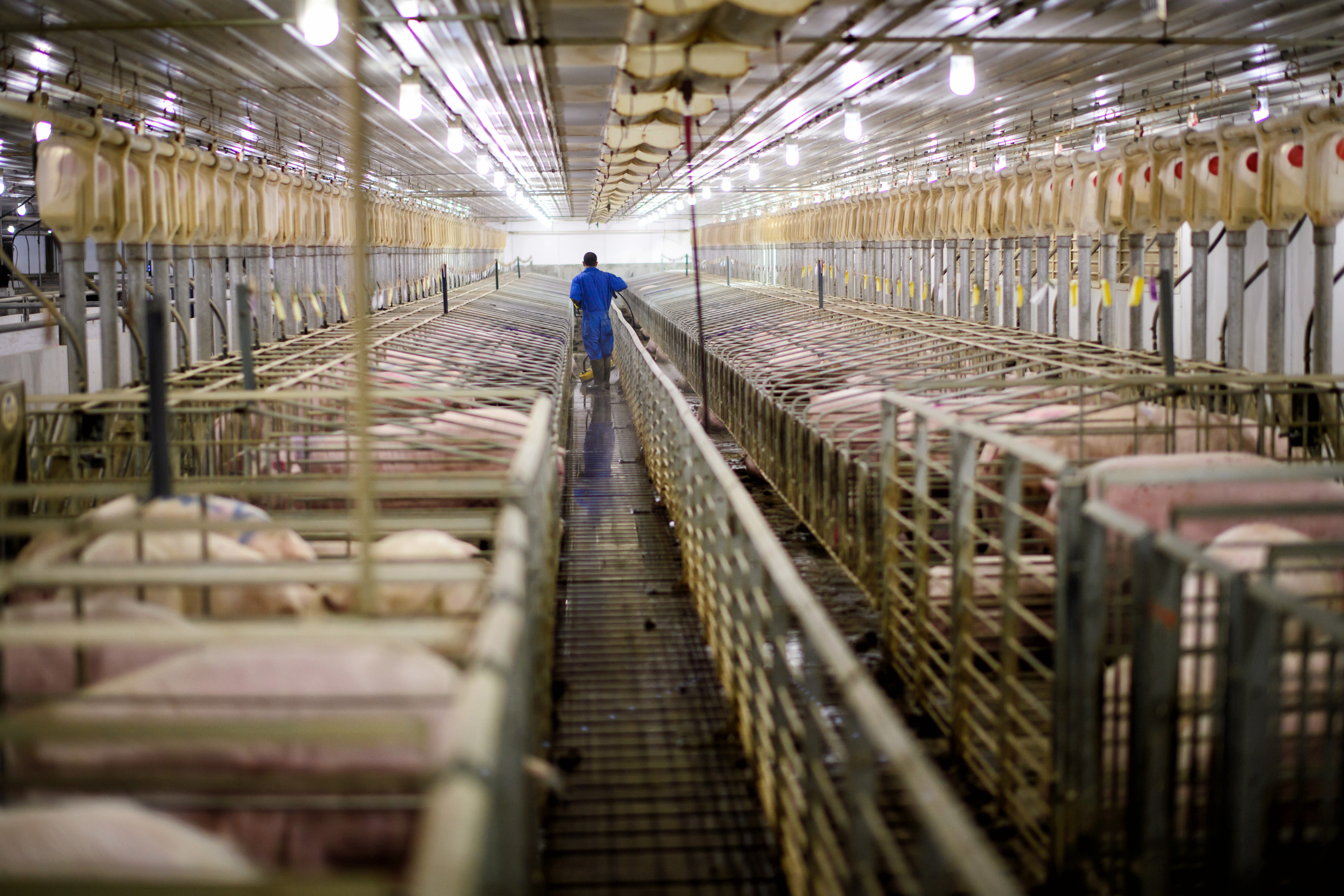 Activist group pushes Hormel for more antibiotic reporting in shareholder proposal - Vimarsana News