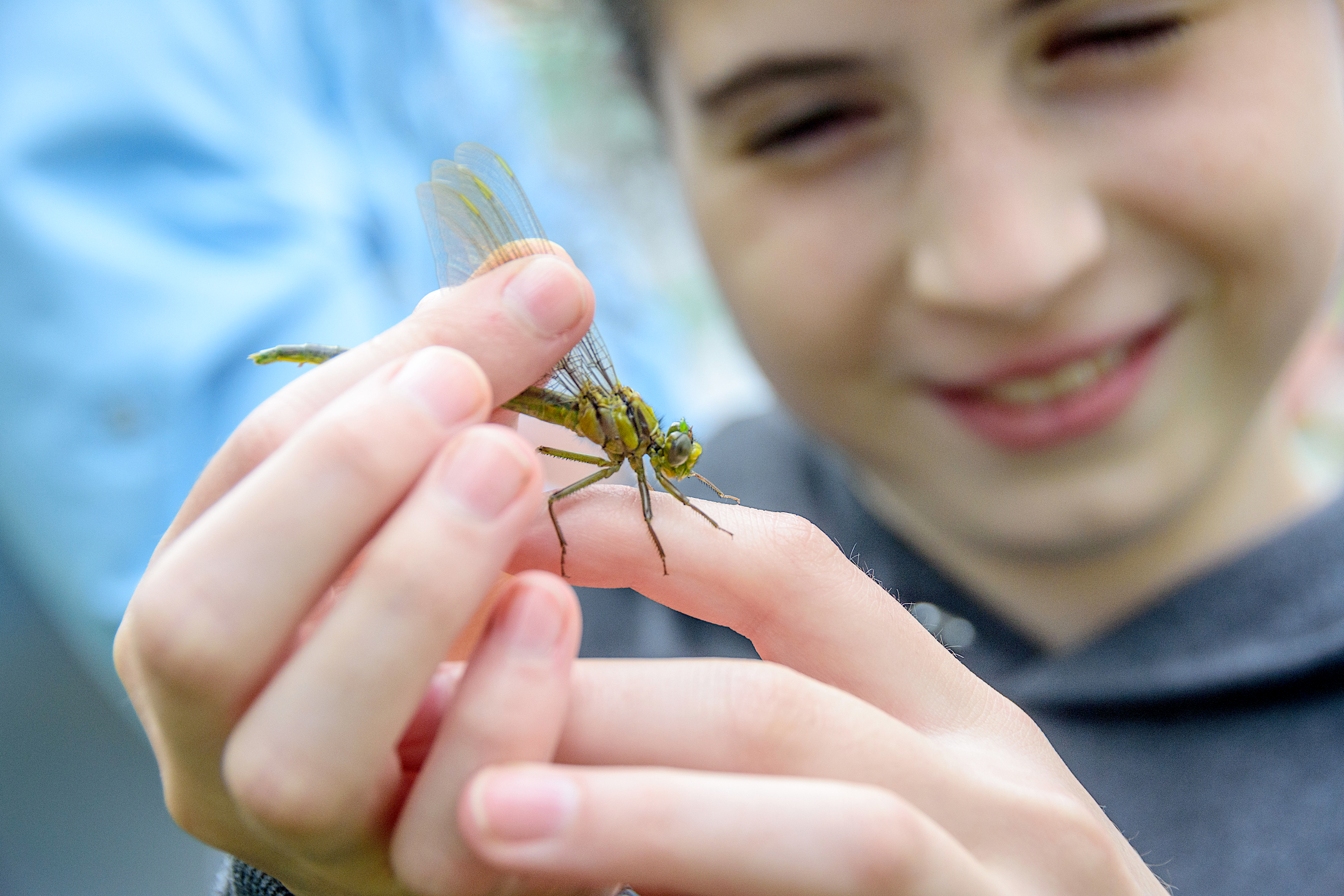 Hunt for dragons and damsels at Chester Woods - Vimarsana News