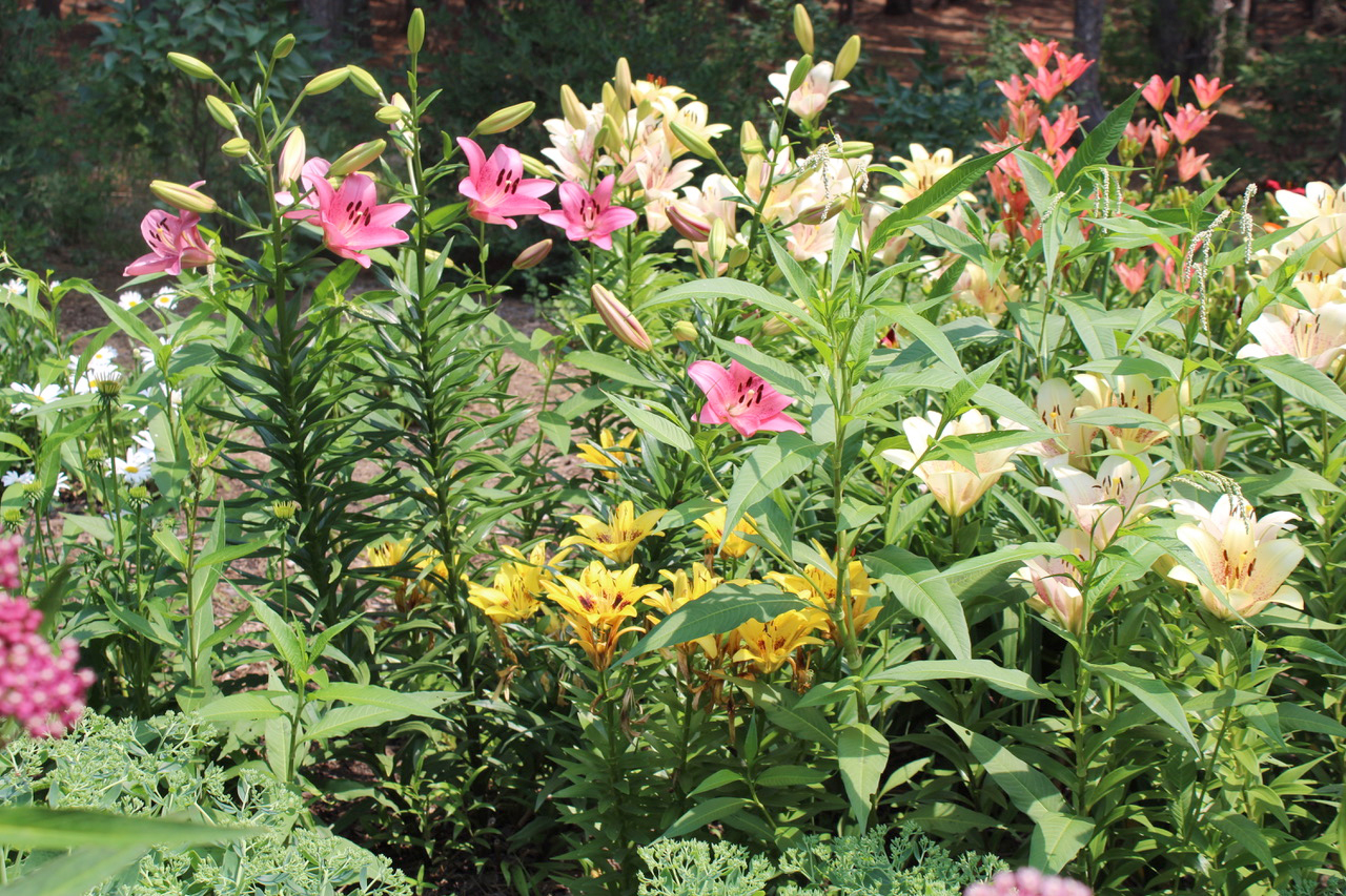 Travels inspire Kimballs' lily patch - Park Rapids Enterprise | News, weather, sports from Park Rapids Minnesota - Vimarsana News