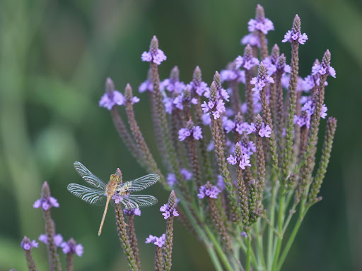 Crow Wing Soil and Water Conservation District photo contest winners announced - Vimarsana News