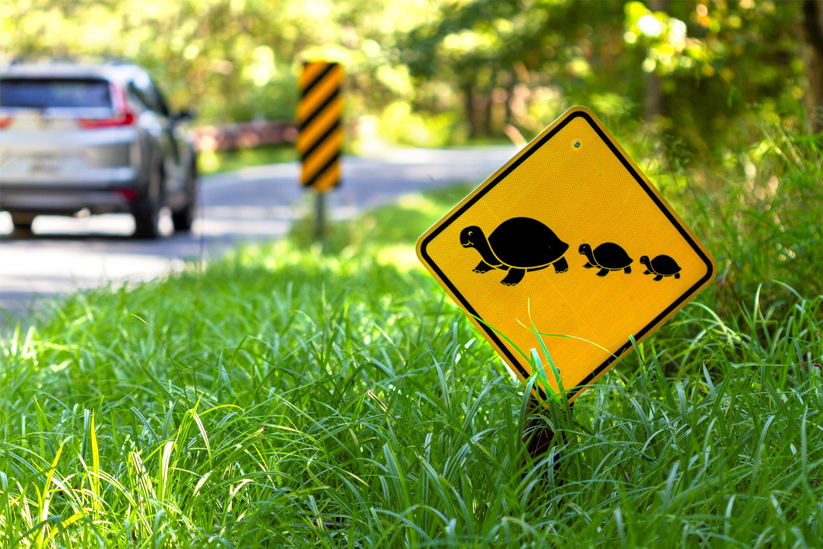 Our View: Be ready to offer migrating turtles a hand - Vimarsana News