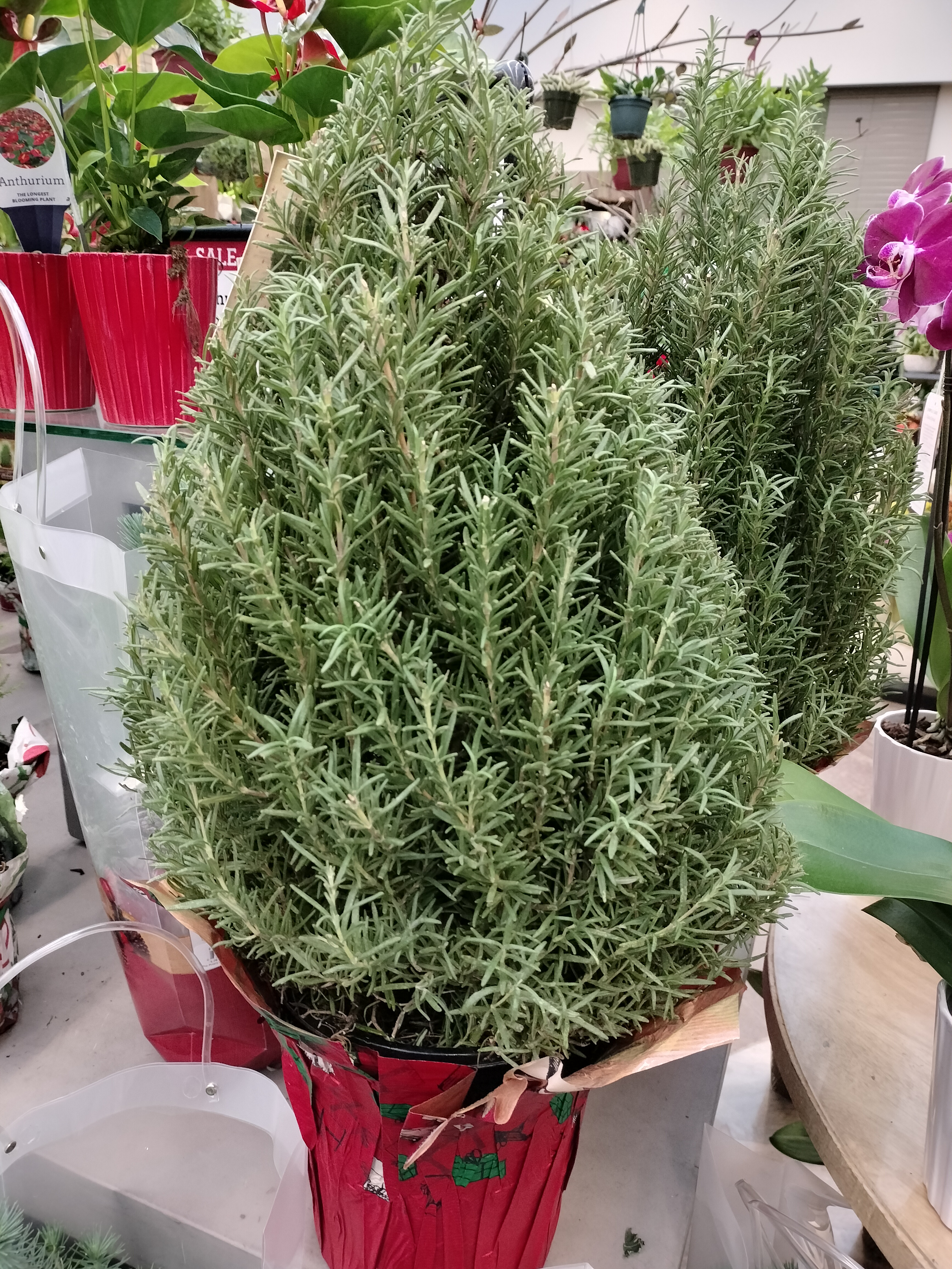 Ask the Master Gardener: A desert native, rosemary plants require less water and more sun - Vimarsana News