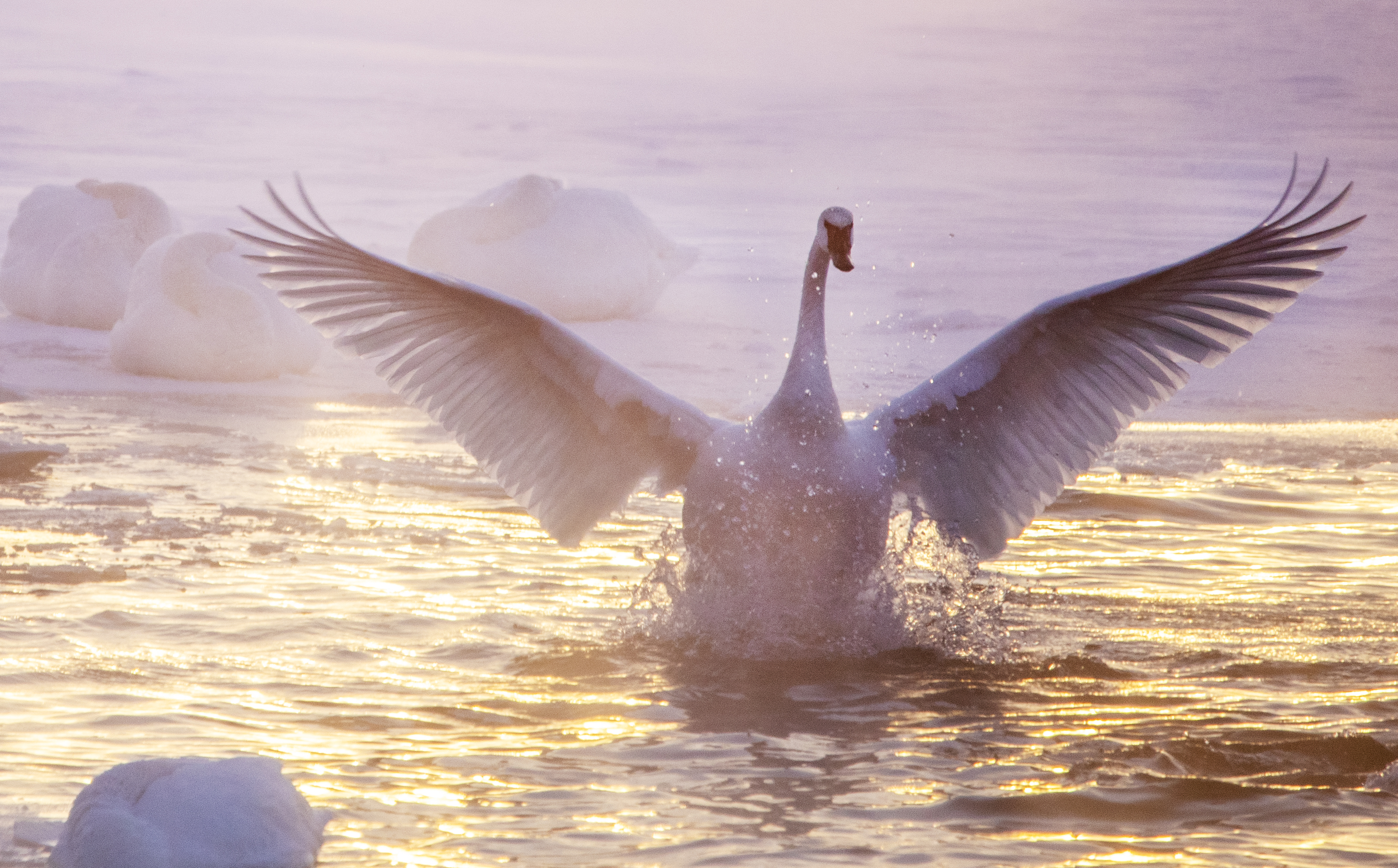 PHOTOS: Trumpeter swans return to Green Lake for the winter - Vimarsana News