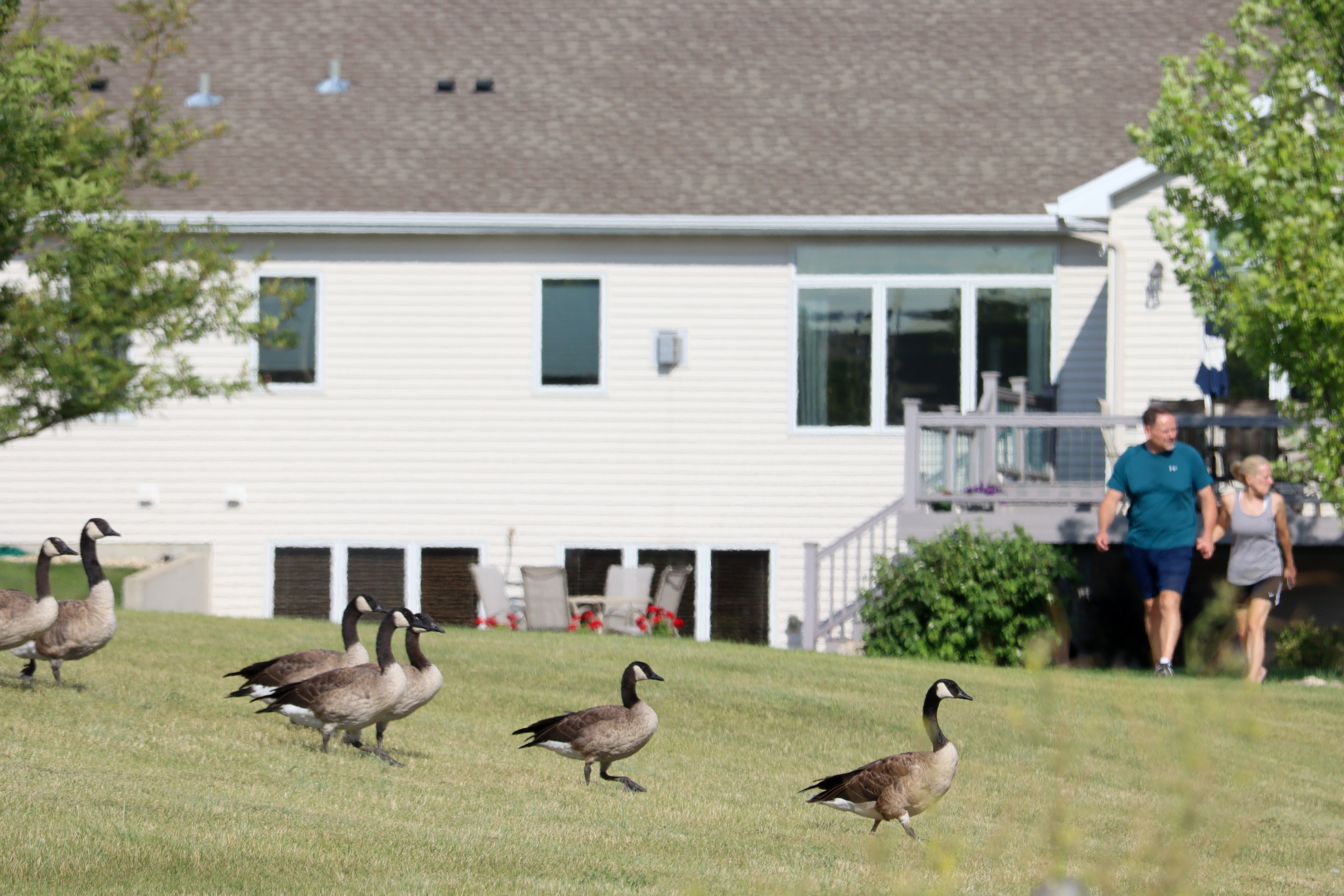 West Fargo bans feeding geese, adding to law that prevents dingo, leopard, lion and tiger feeding ... oh my - Vimarsana News