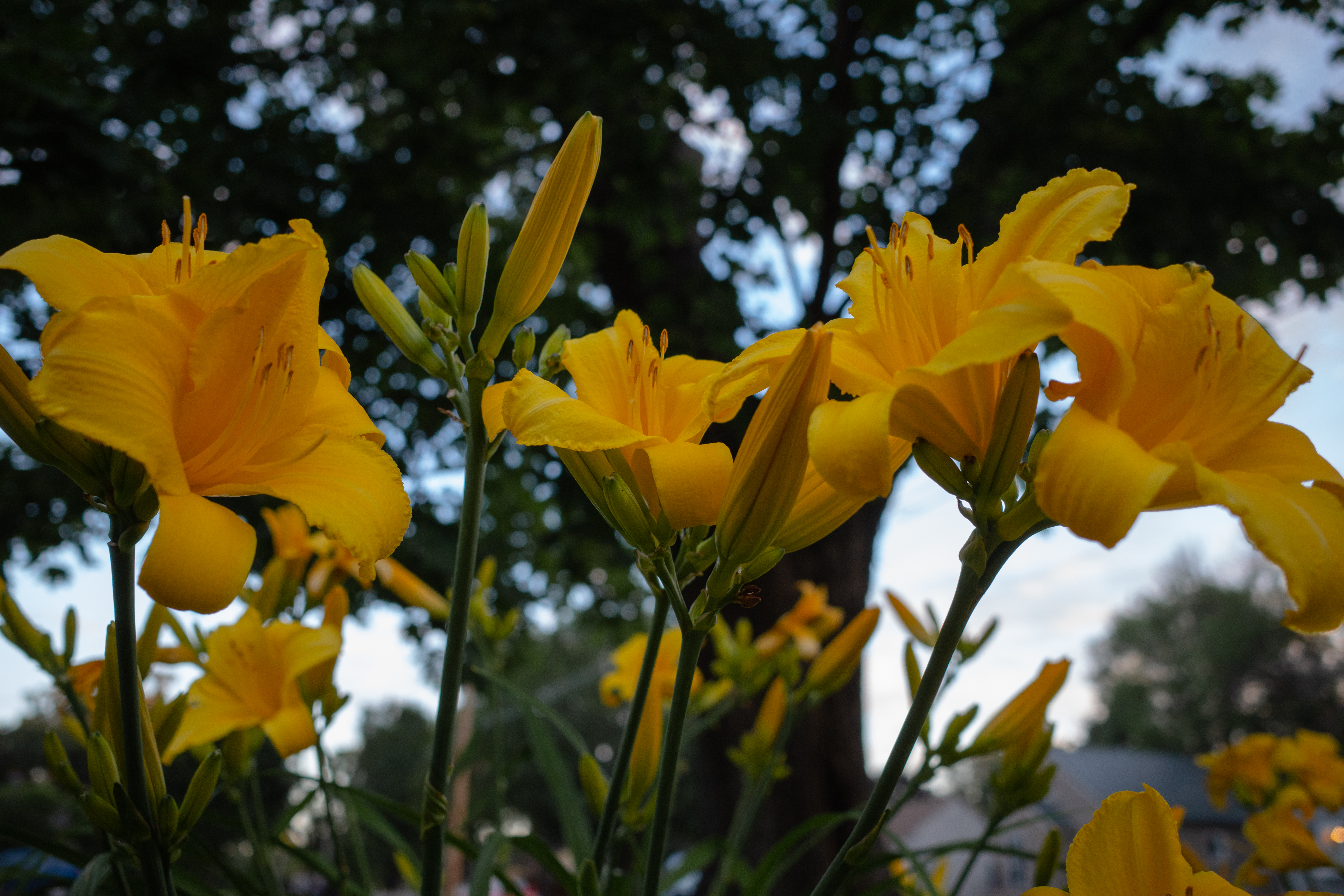 Edible flowers taste blooming good - Vimarsana News