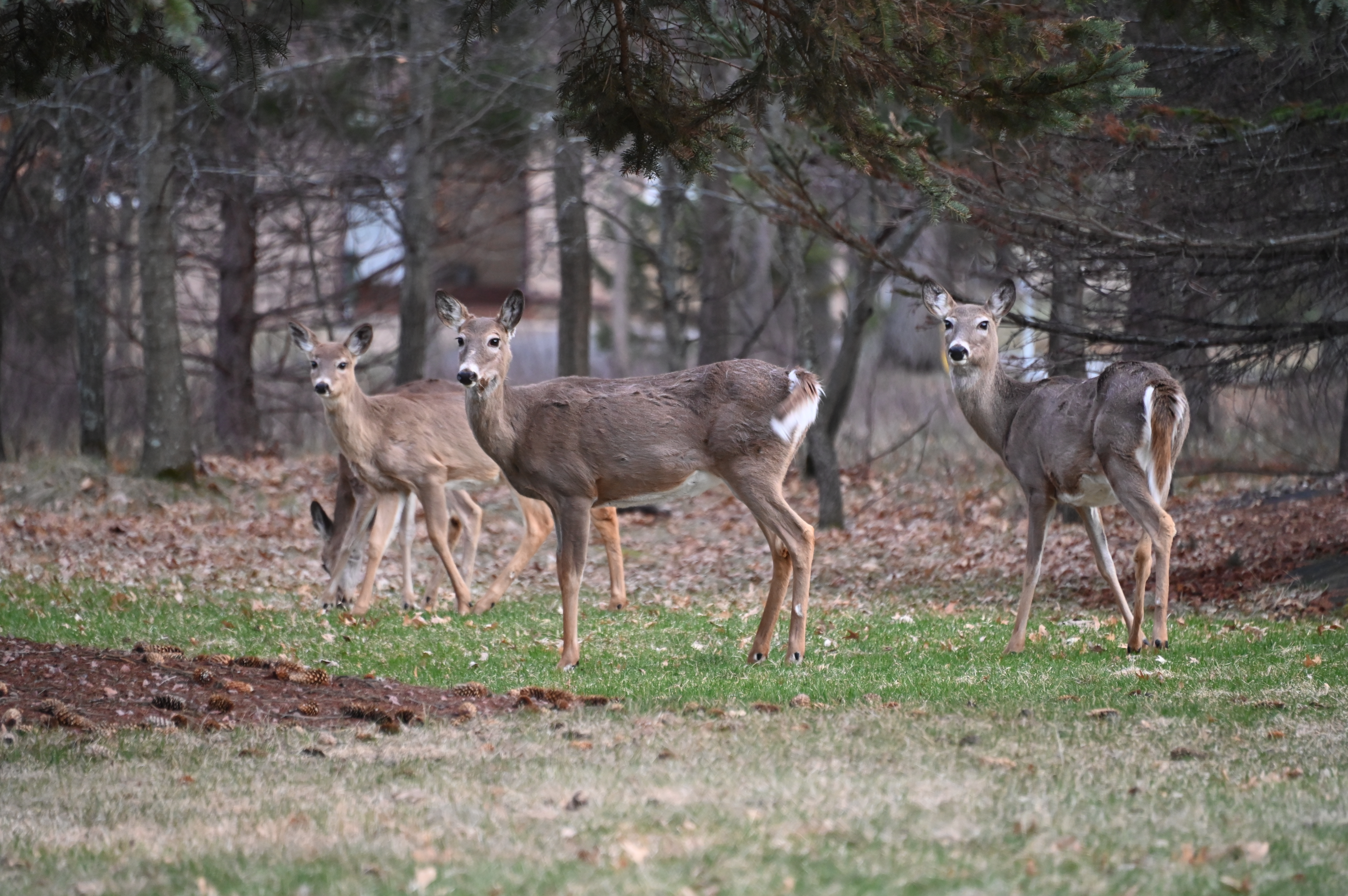 Deer pose a problem for some Baxter residents - Vimarsana News