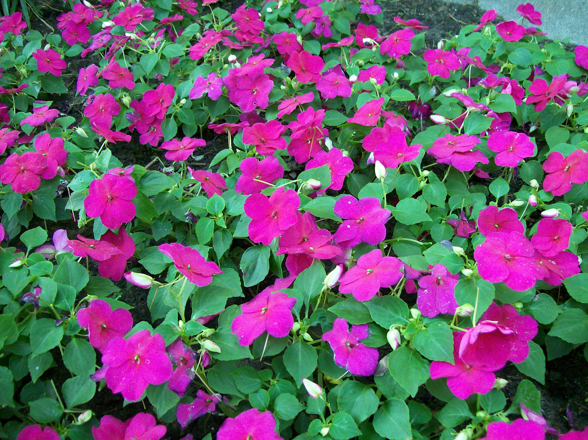 Impatiens worth trying again - Vimarsana News
