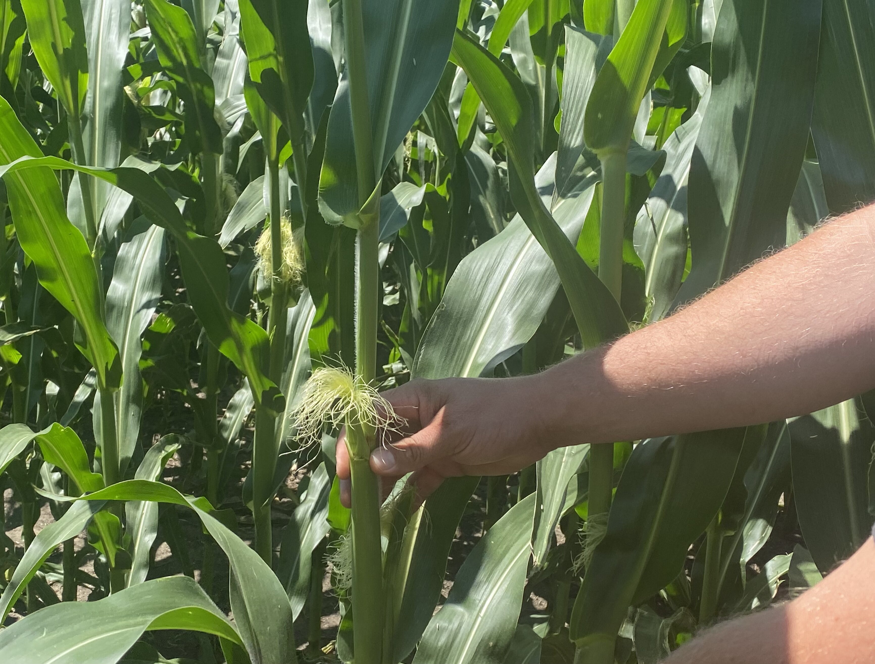 Despite high heat, low rainfall, corn growth stays on track - Vimarsana News
