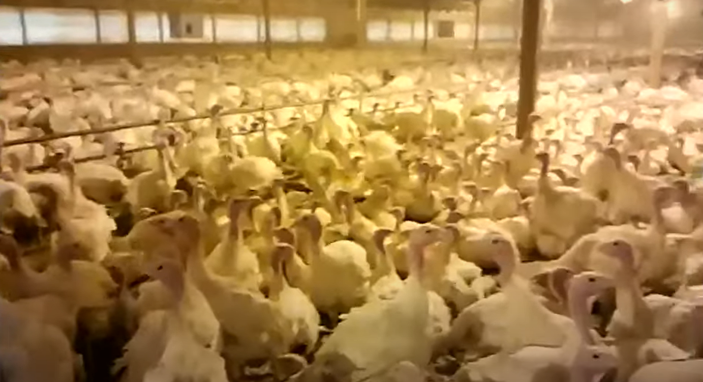 Minnesota Agriculture in the Classroom annual virtual tour brings thousands of students inside a turkey farm - Vimarsana News