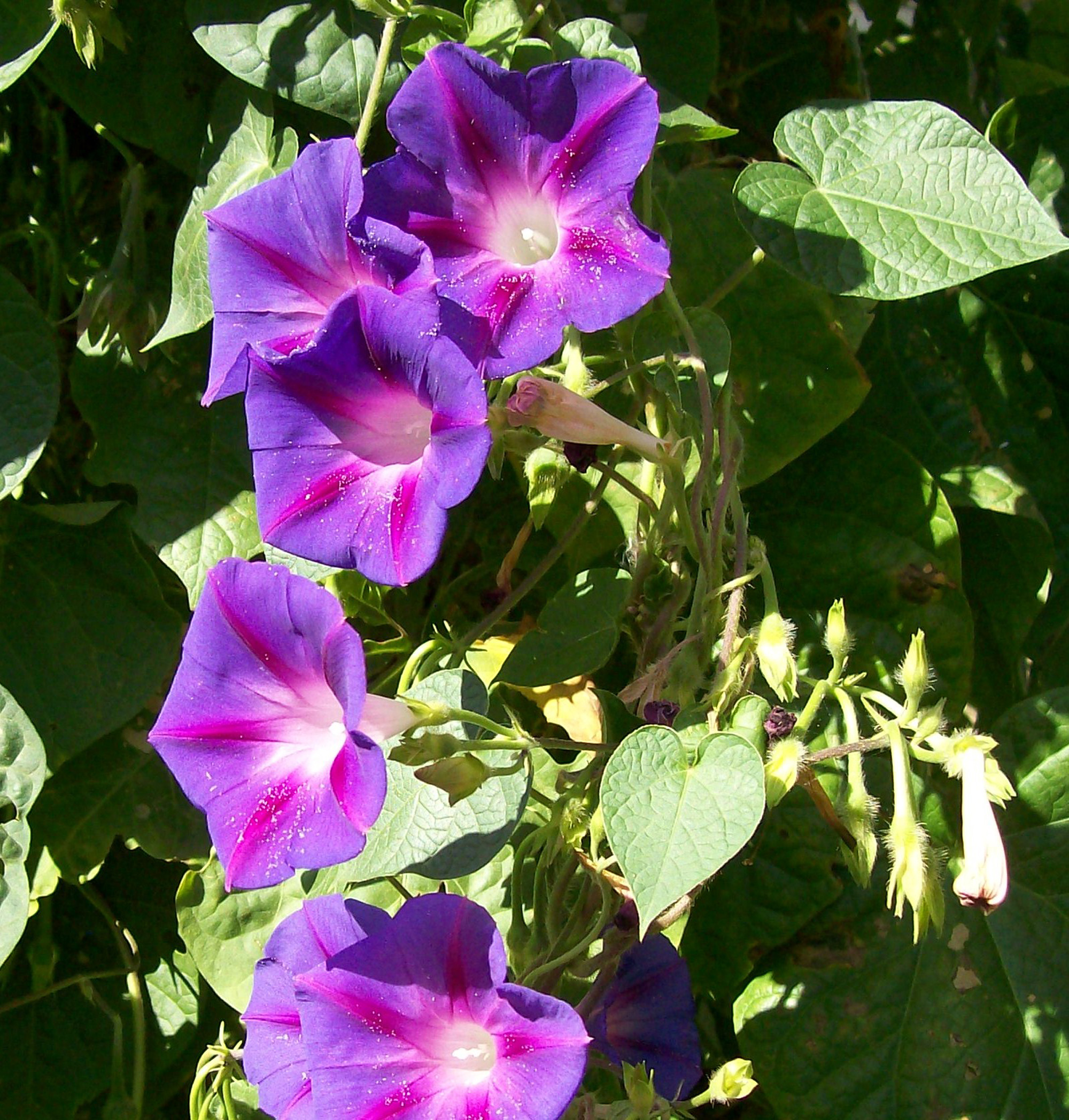Morning glories welcome the day brightly - Vimarsana News