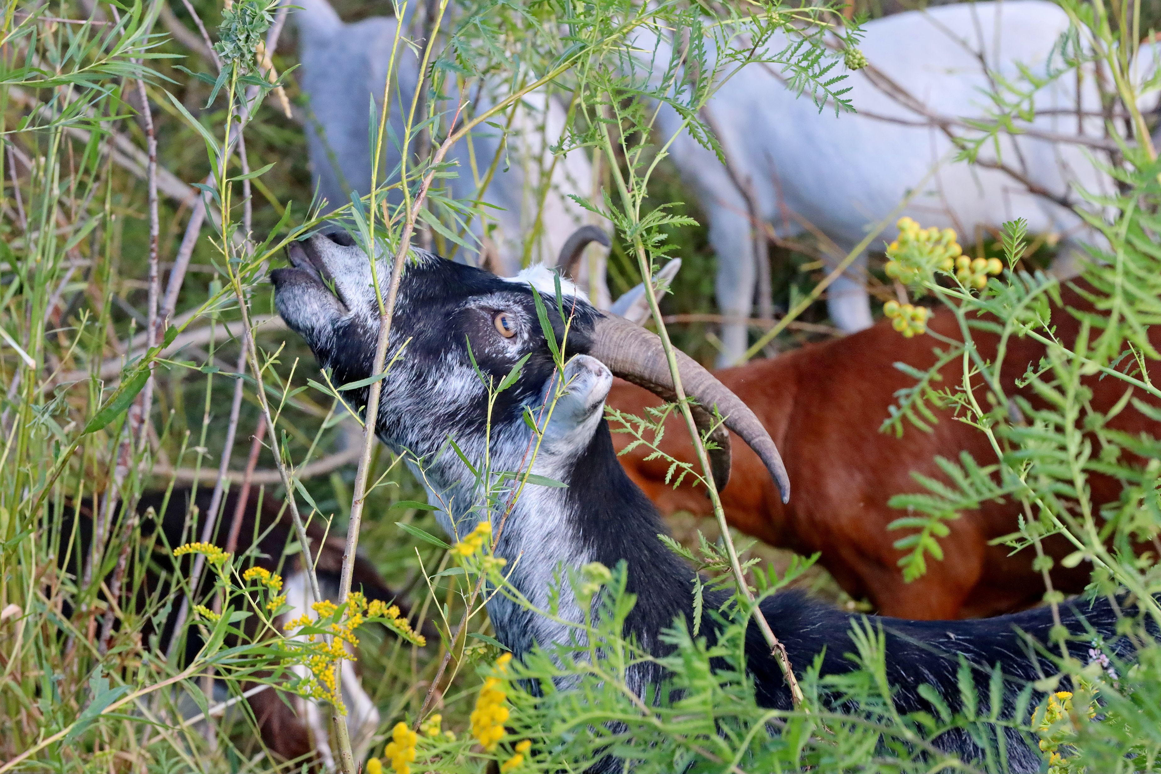 Goats graze on Bethlehem's buckthorn buffet - Vimarsana News