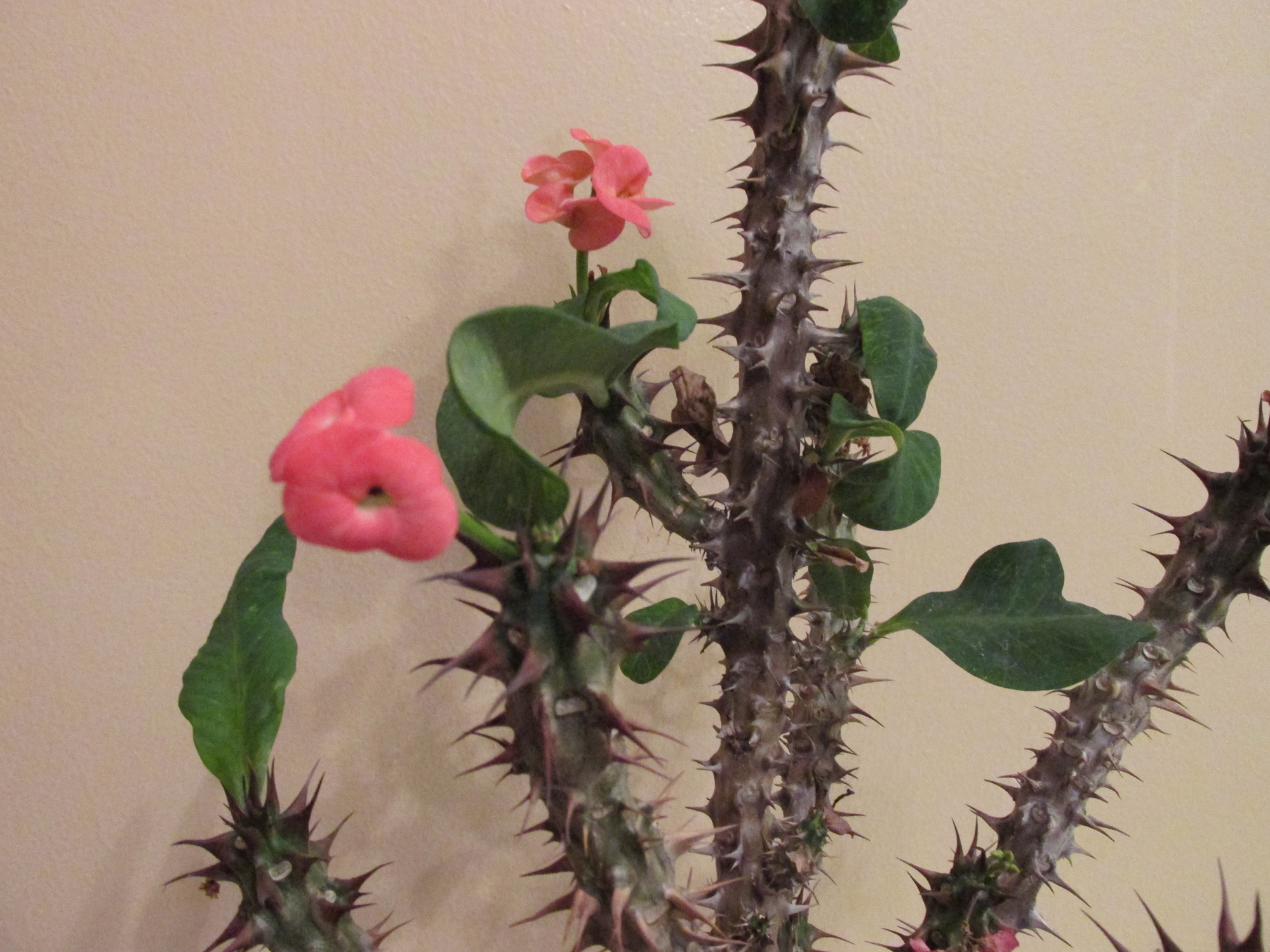 Unique houseplants add interest to the indoors - Vimarsana News