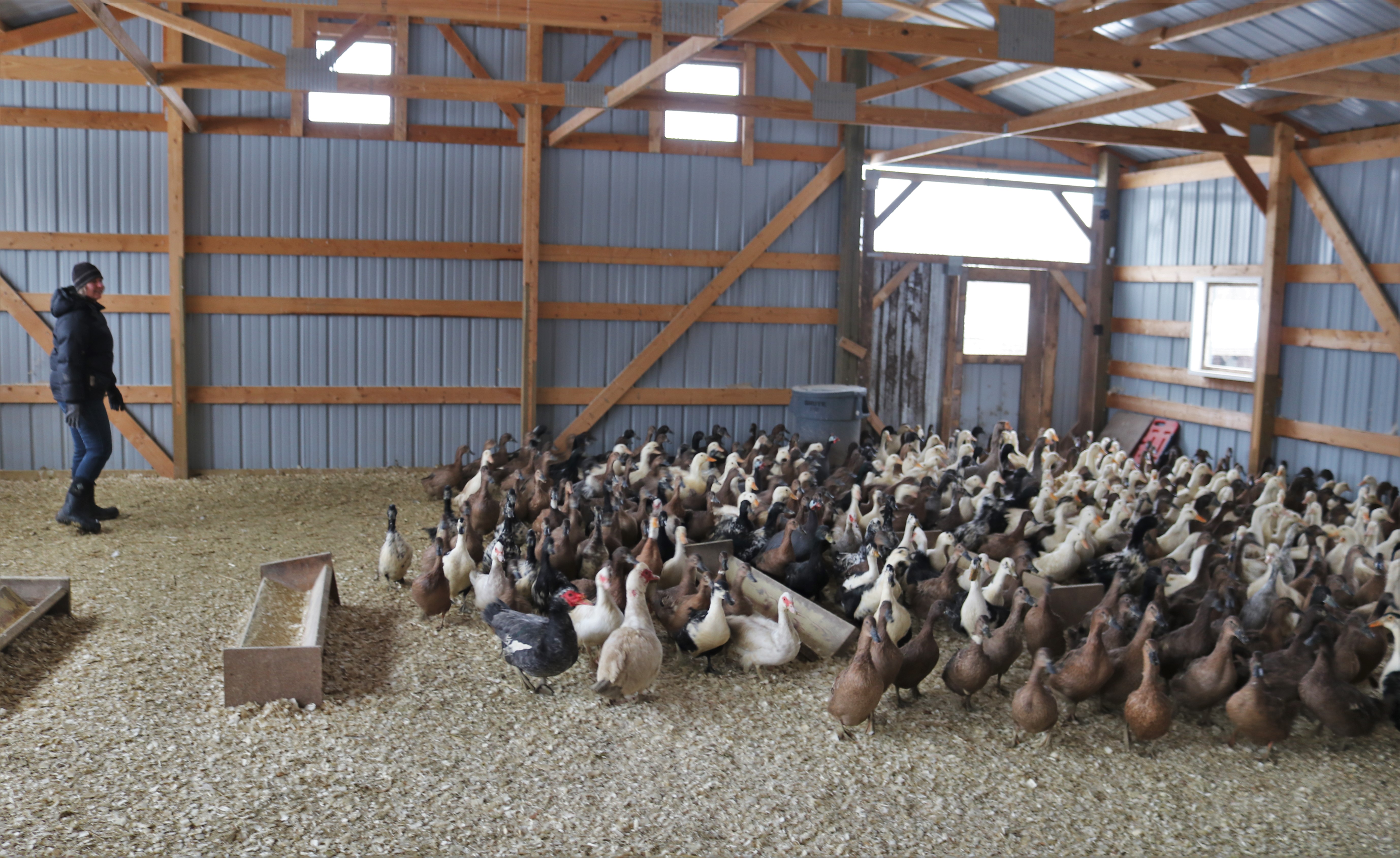 Minnesota couple builds duck egg and pastured pork operation on former dairy farm - Vimarsana News