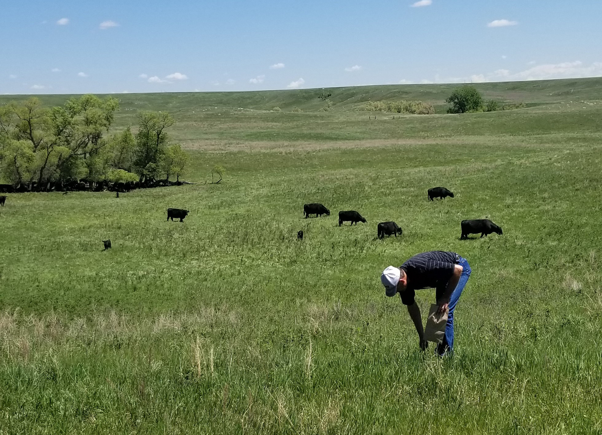 Series scheduled on 'Mineral Nutrition for the Beef Cow Herd' - Vimarsana News