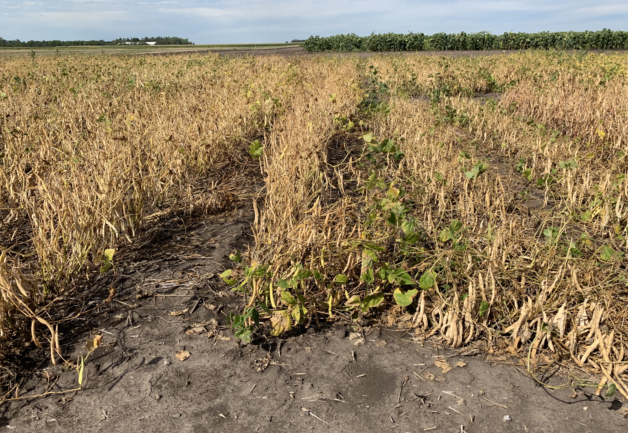 NDSU Extension sets dry bean virtual meeting on March 22 - Vimarsana News