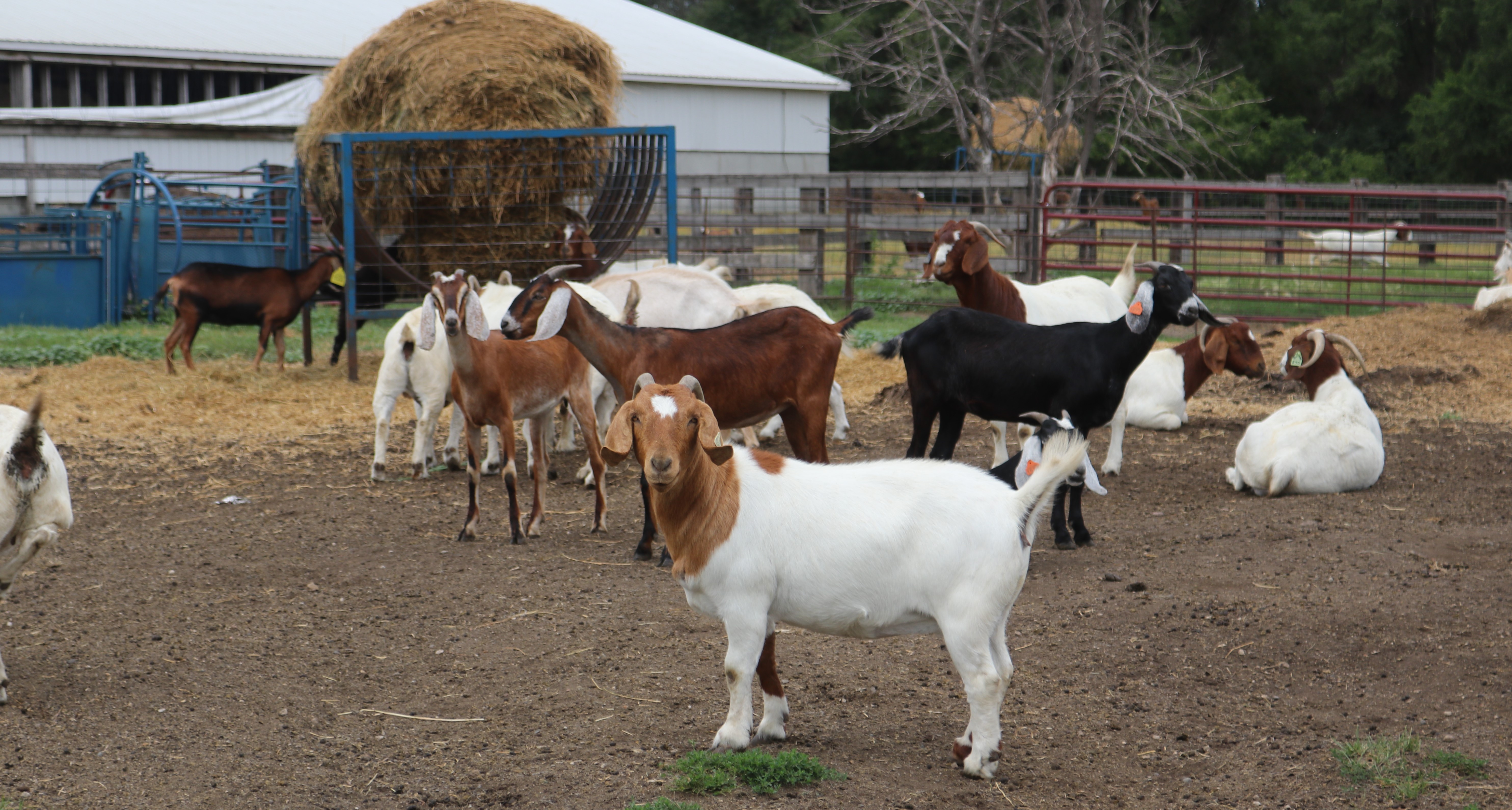Levos Farms offers premium genetics for North Dakota youth - Vimarsana News