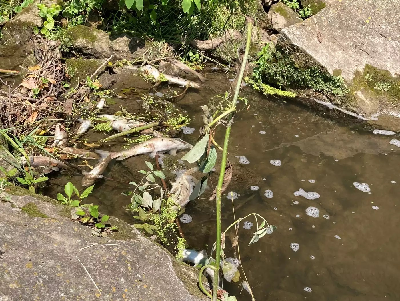 MPCA says polluted runoff contributed to fish kill in Minnesota trout stream - Vimarsana News