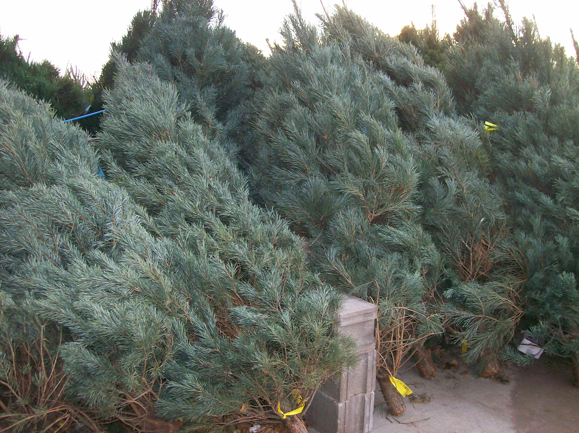 How does one select the perfect Christmas tree? - Vimarsana News