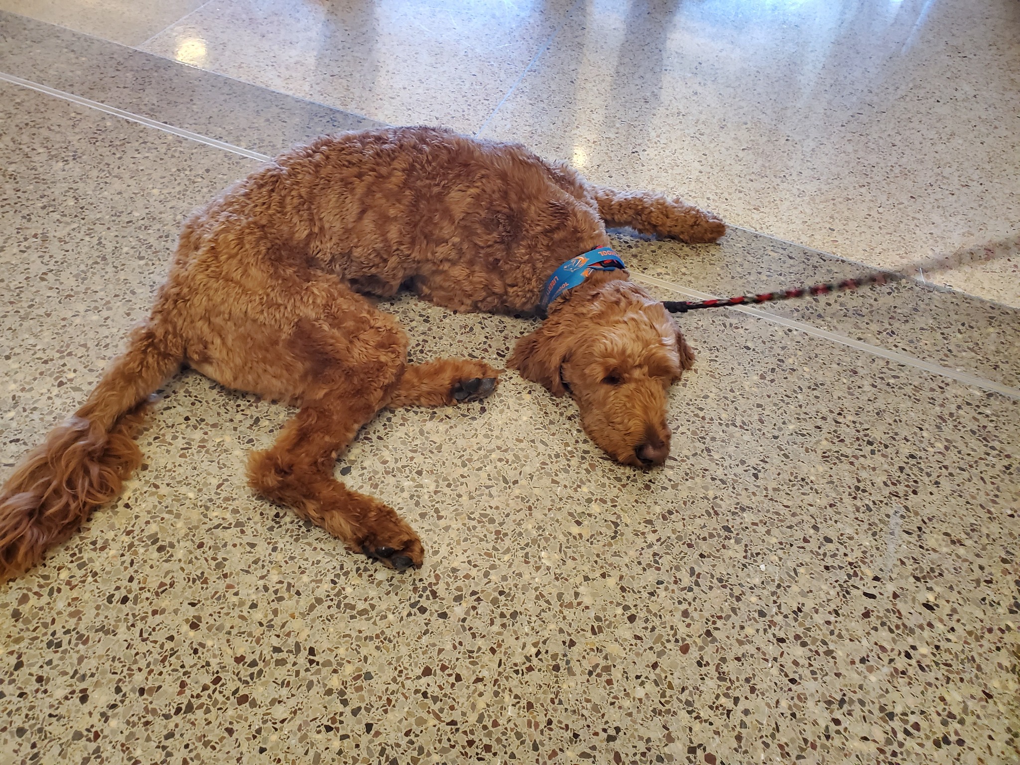 'Justice for Taz' group attempts to return dog to classes - Vimarsana News
