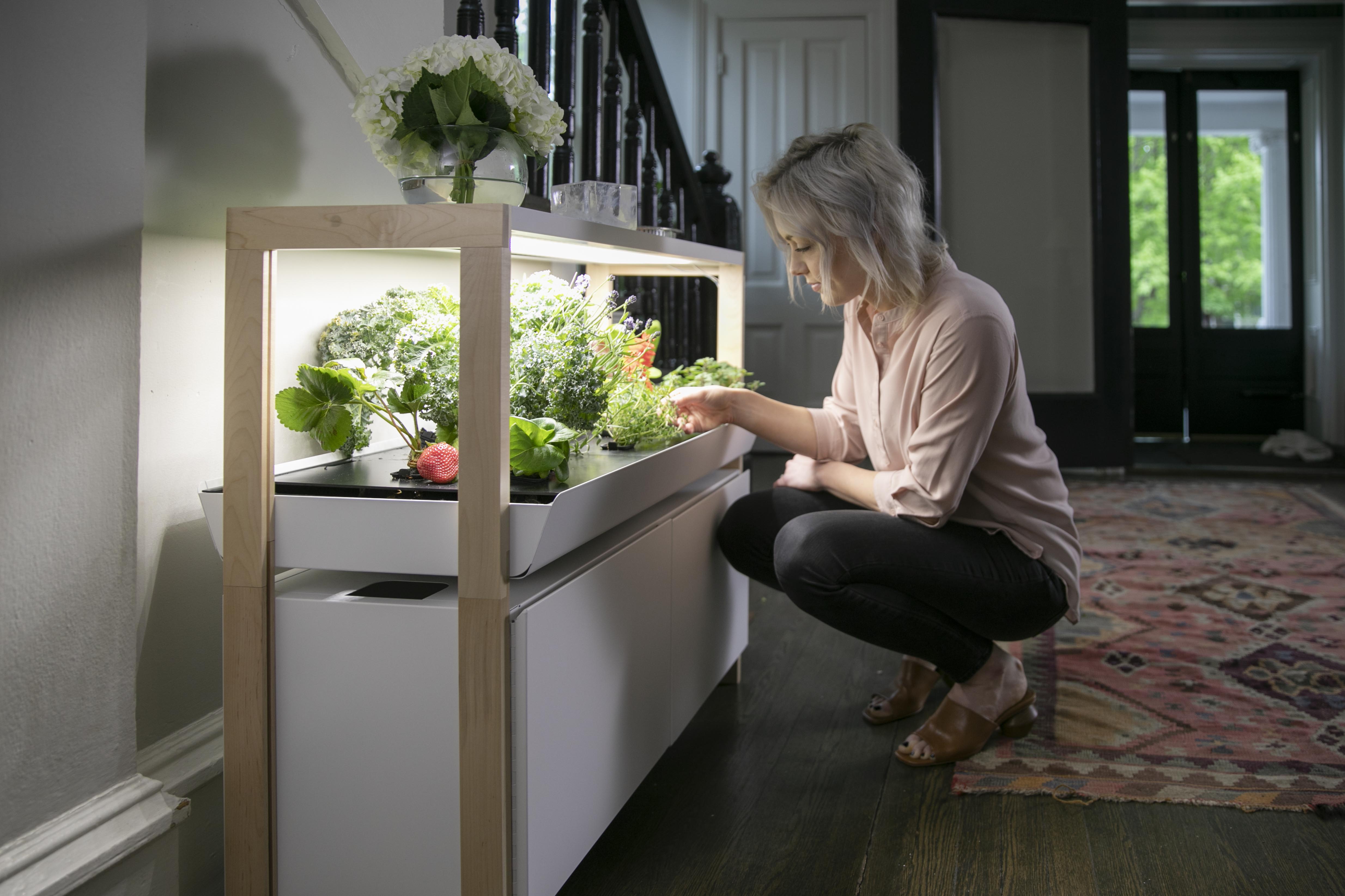 Tech Savvy: Keep the garden going this winter, indoors with a smart growing system - Vimarsana News