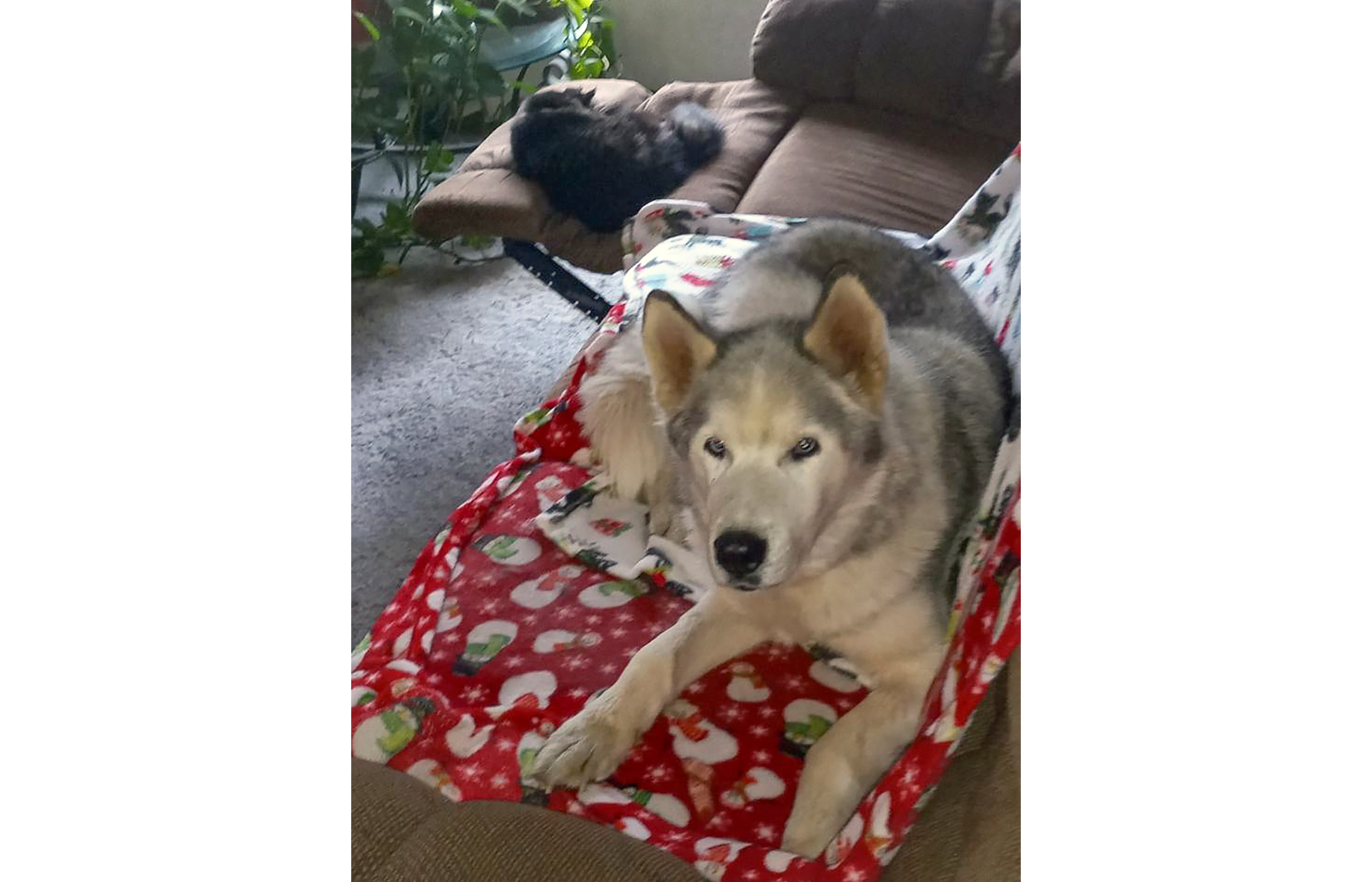 Bagley's Balto might be the world's oldest living Siberian husky - Vimarsana News