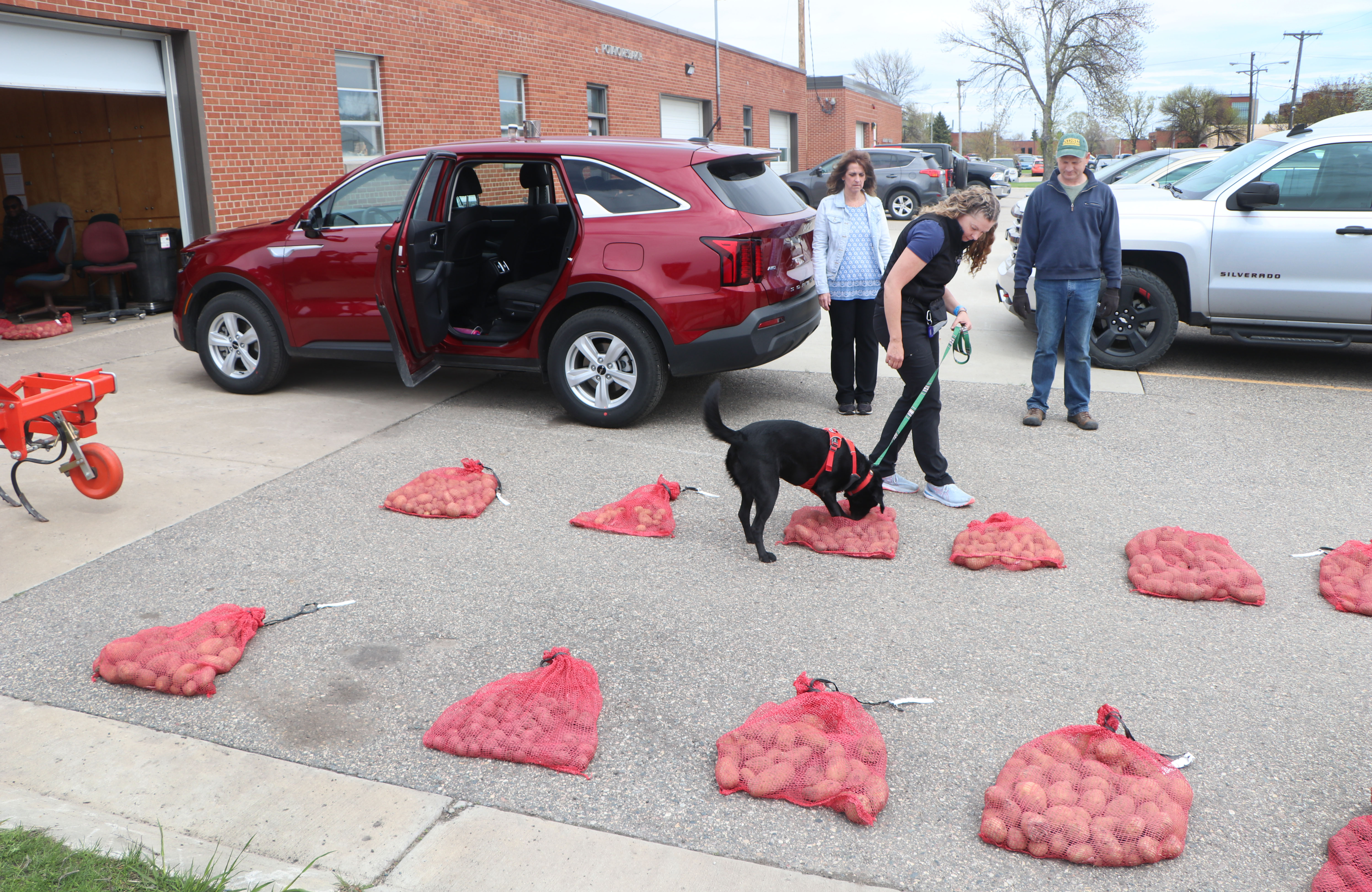 'Nose Knows Scouting' uses trained dogs to sniff out Potato Virus Y - Agweek | #1 source for agriculture news, farming, markets - Vimarsana News