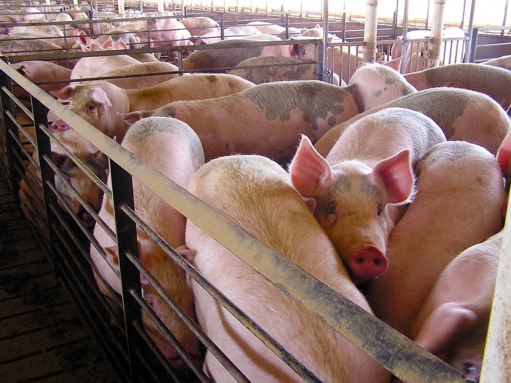 White Earth Nation imposes moratorium on large livestock farms - Vimarsana News