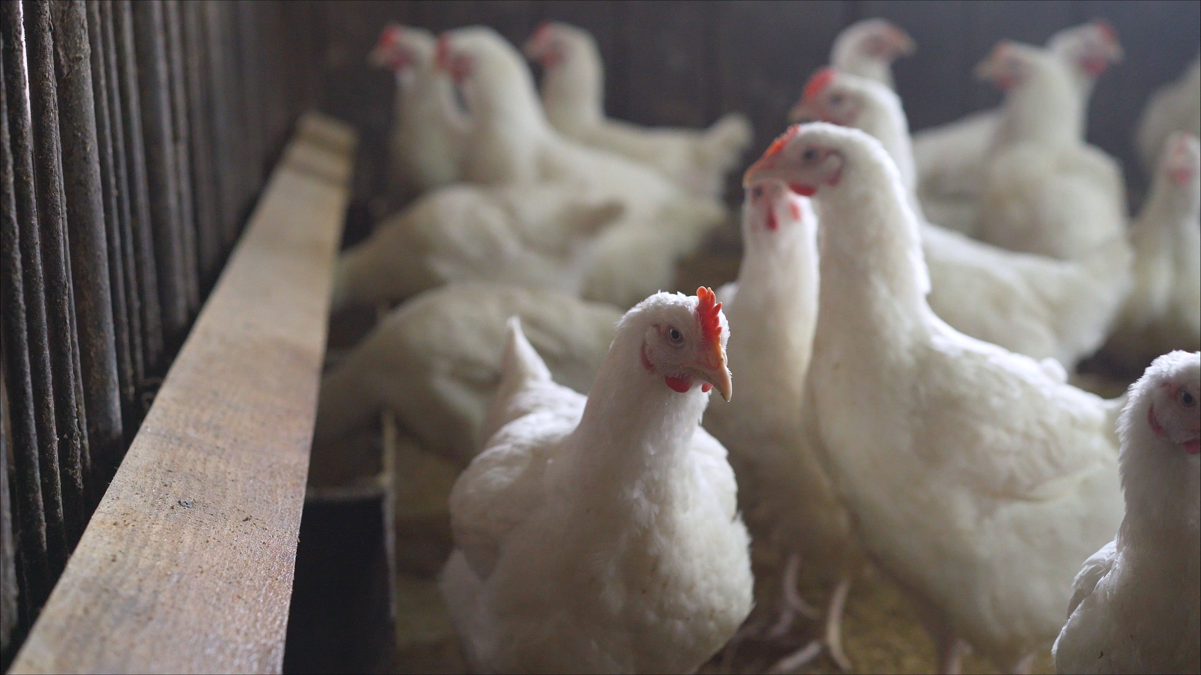 Spring Prairie Farm will be land of the free (range) for chickens, turkeys - Vimarsana News